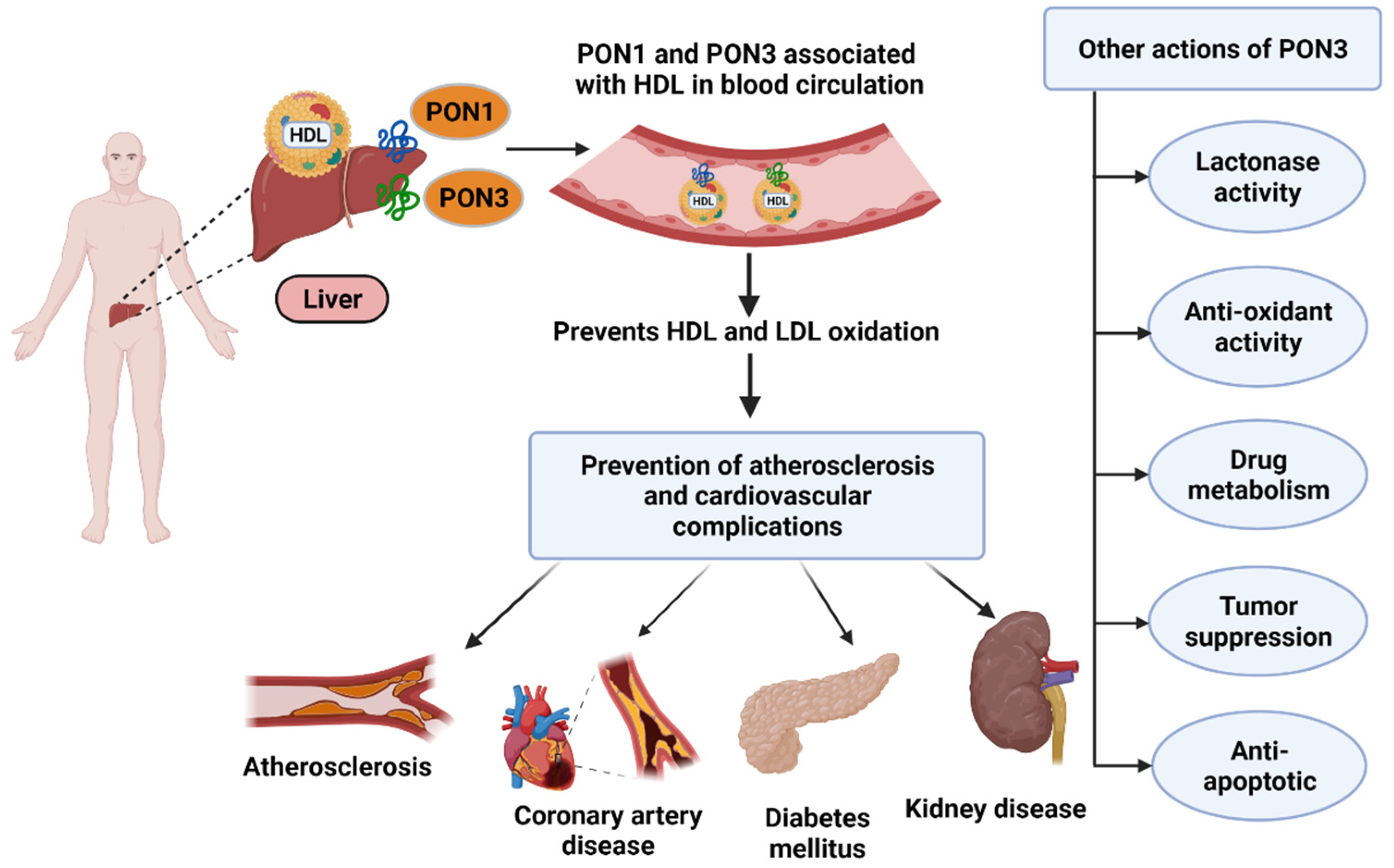 Antioxidants 11 00590 g001