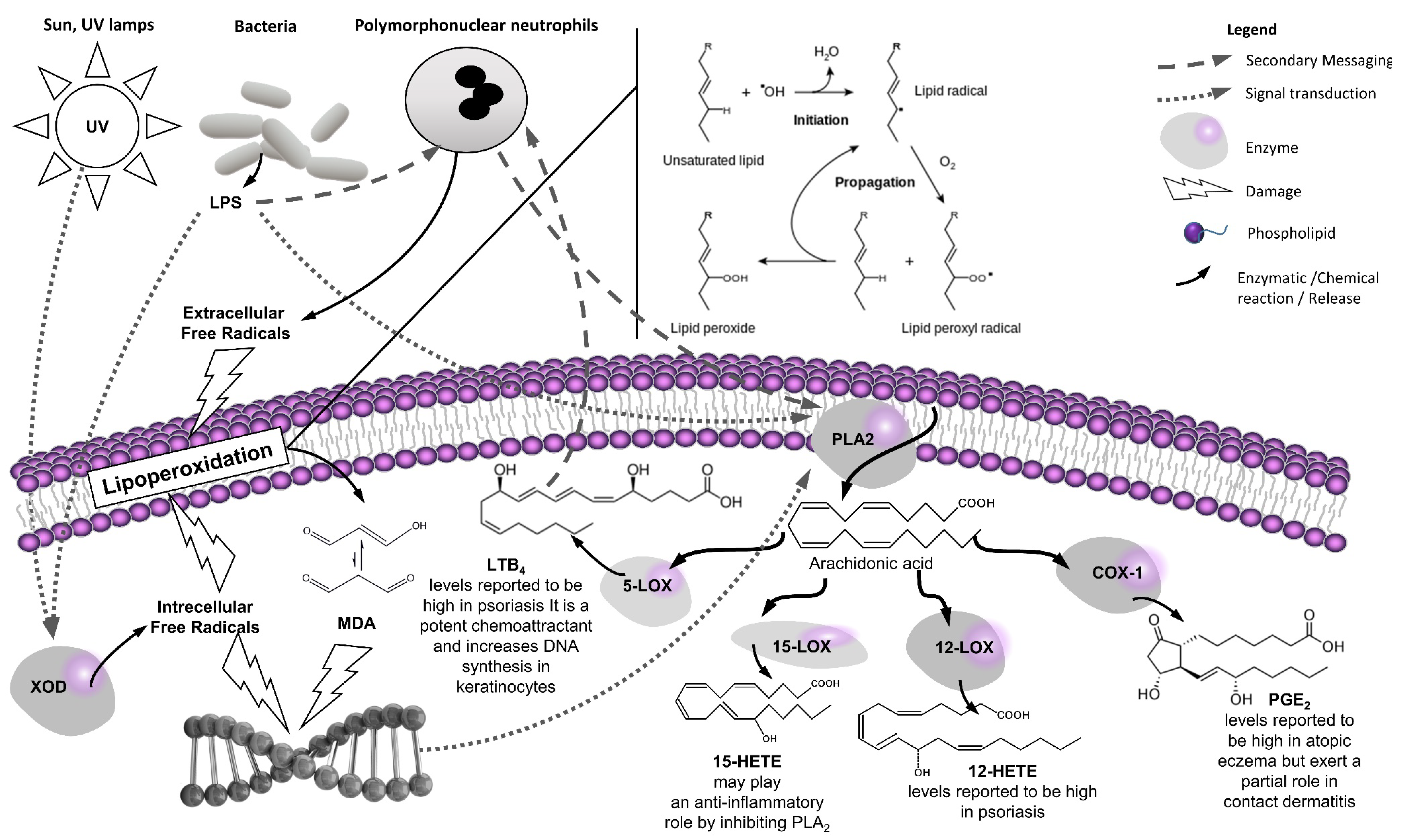 Antioxidants 11 00611 g001