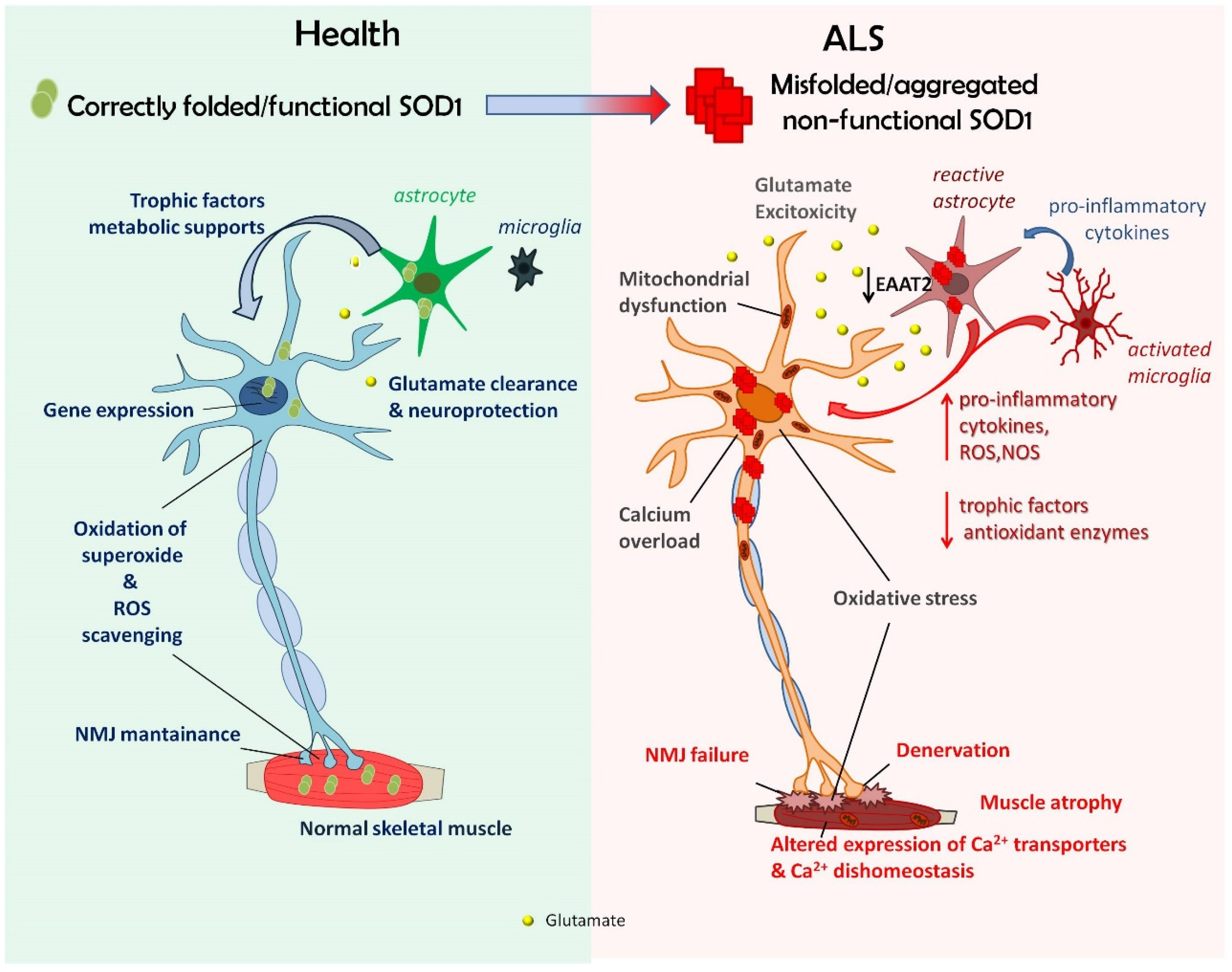 Antioxidants 11 00614 g005 Antioxidants 11 00614 g005