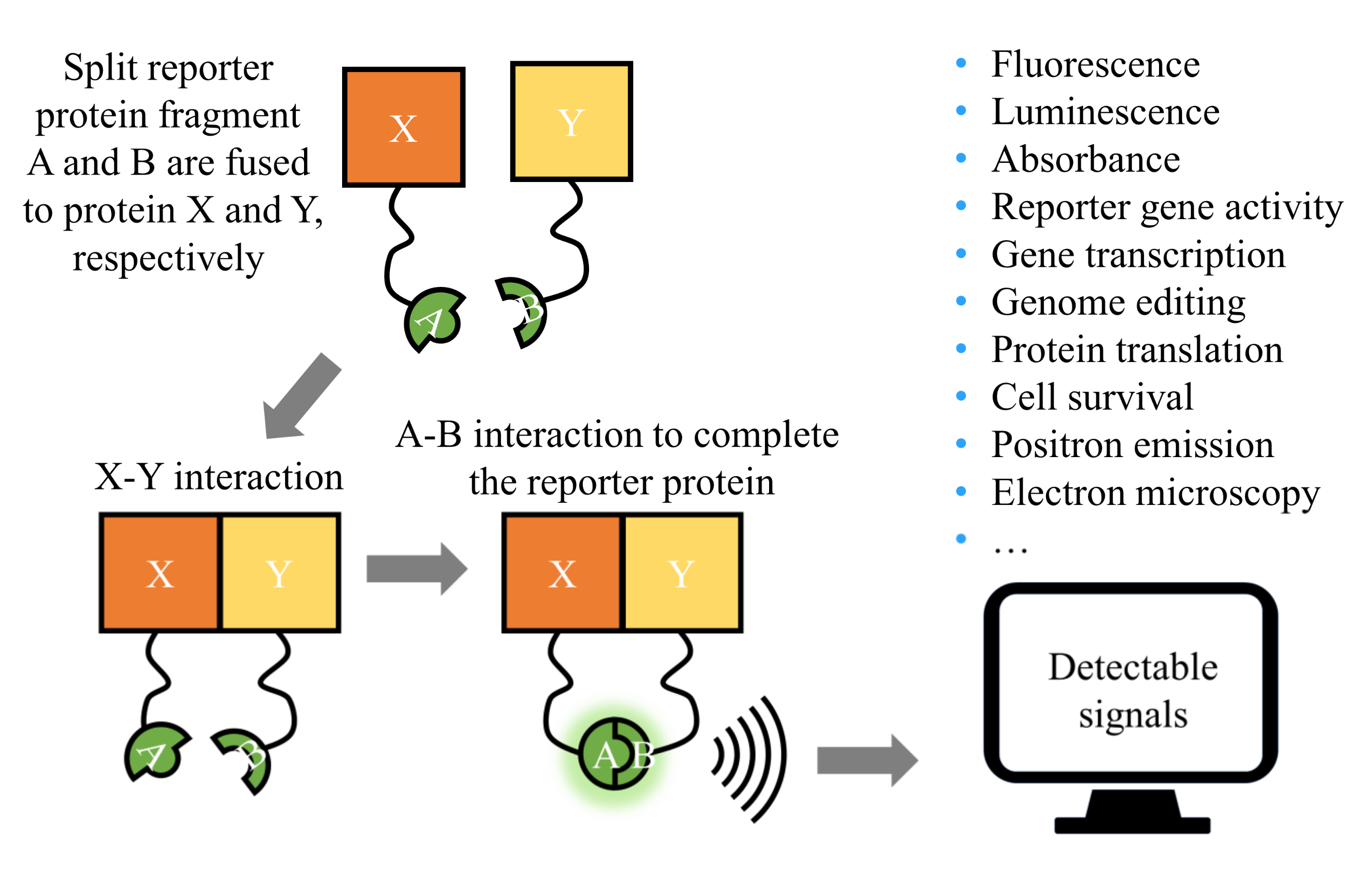Antioxidants 11 00619 g007