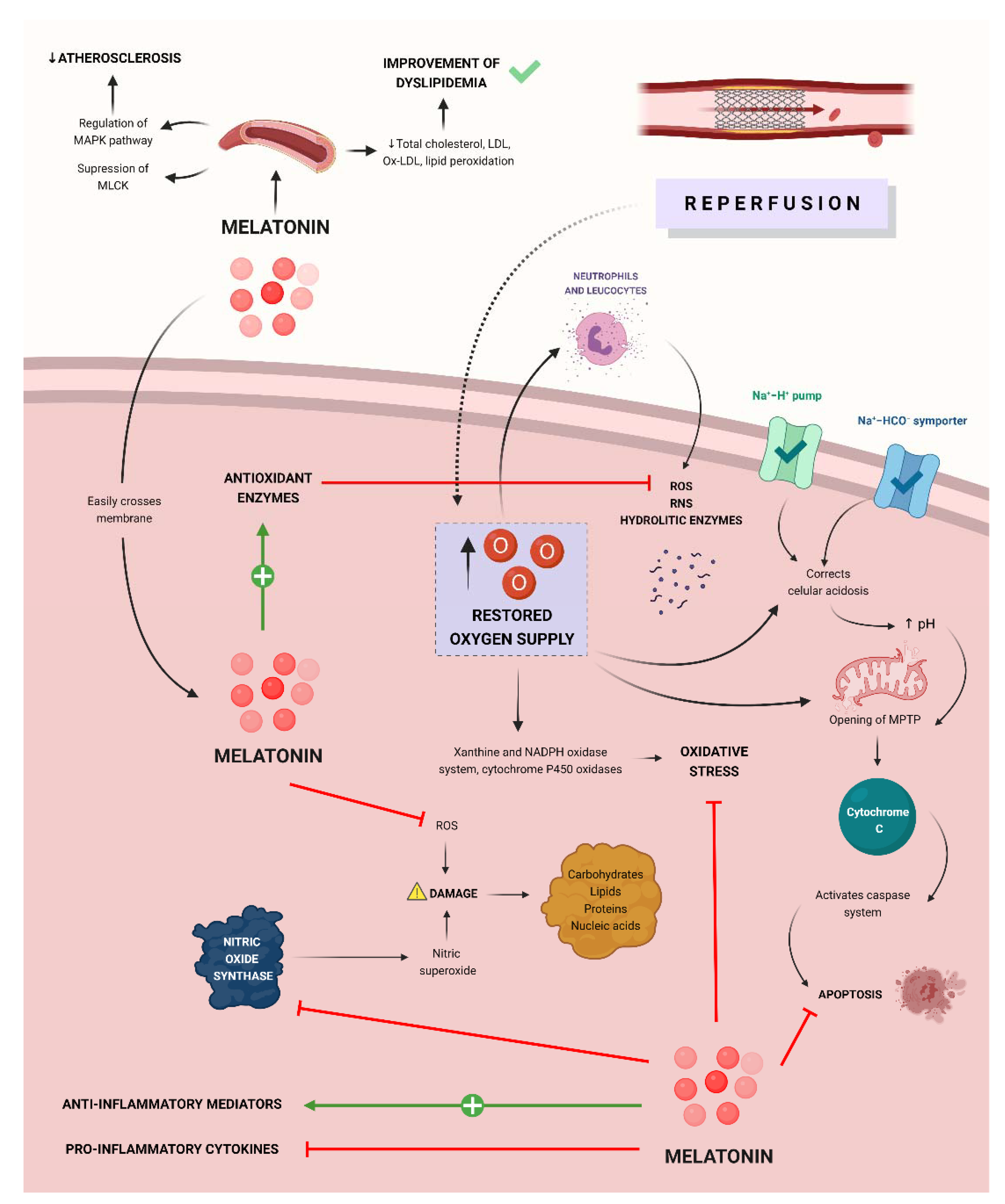 Antioxidants 11 00627 g003