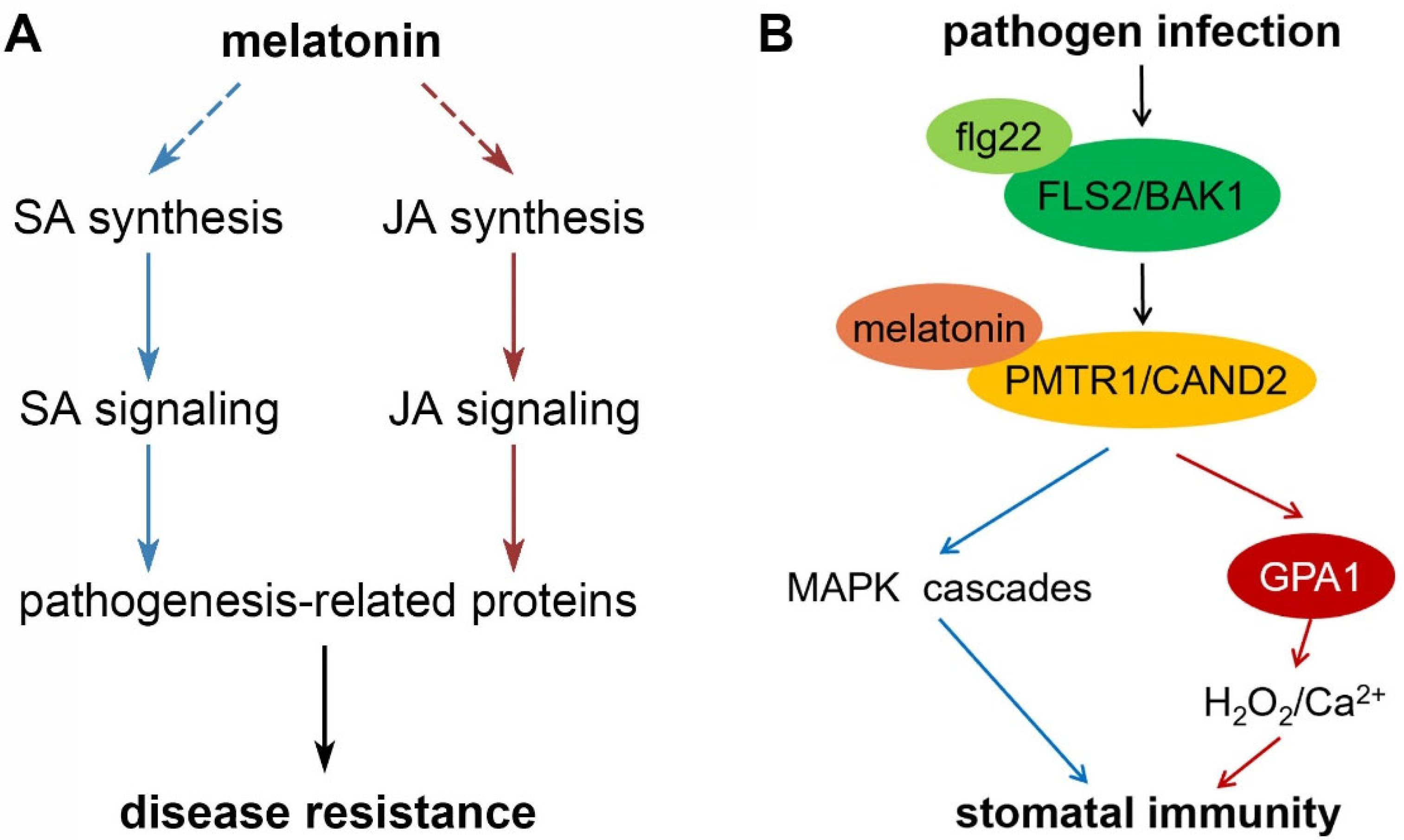 Antioxidants 11 00634 g004