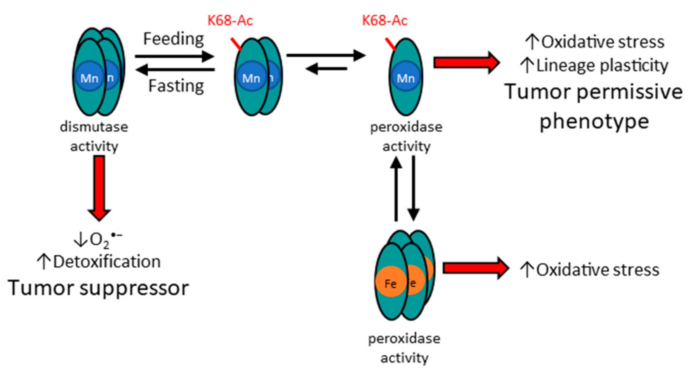Antioxidants 11 00635 g002