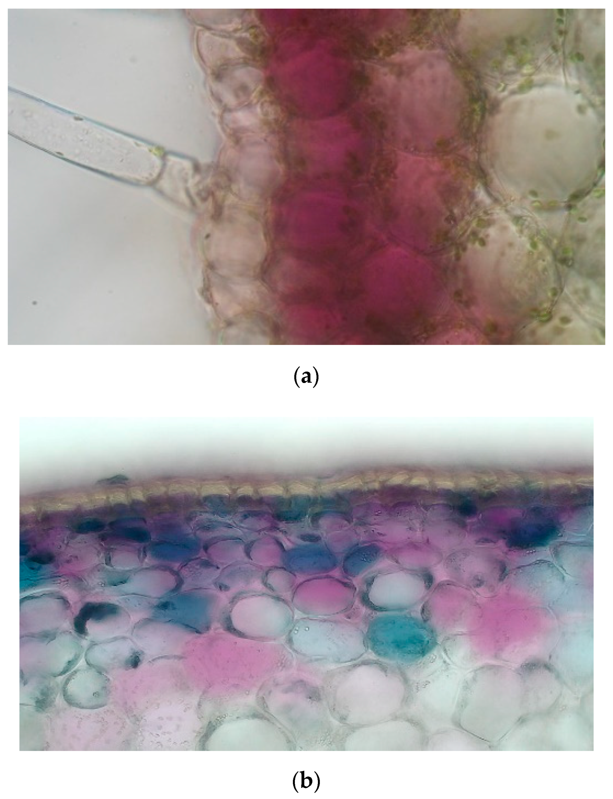 Antioxidants 11 00637 g001