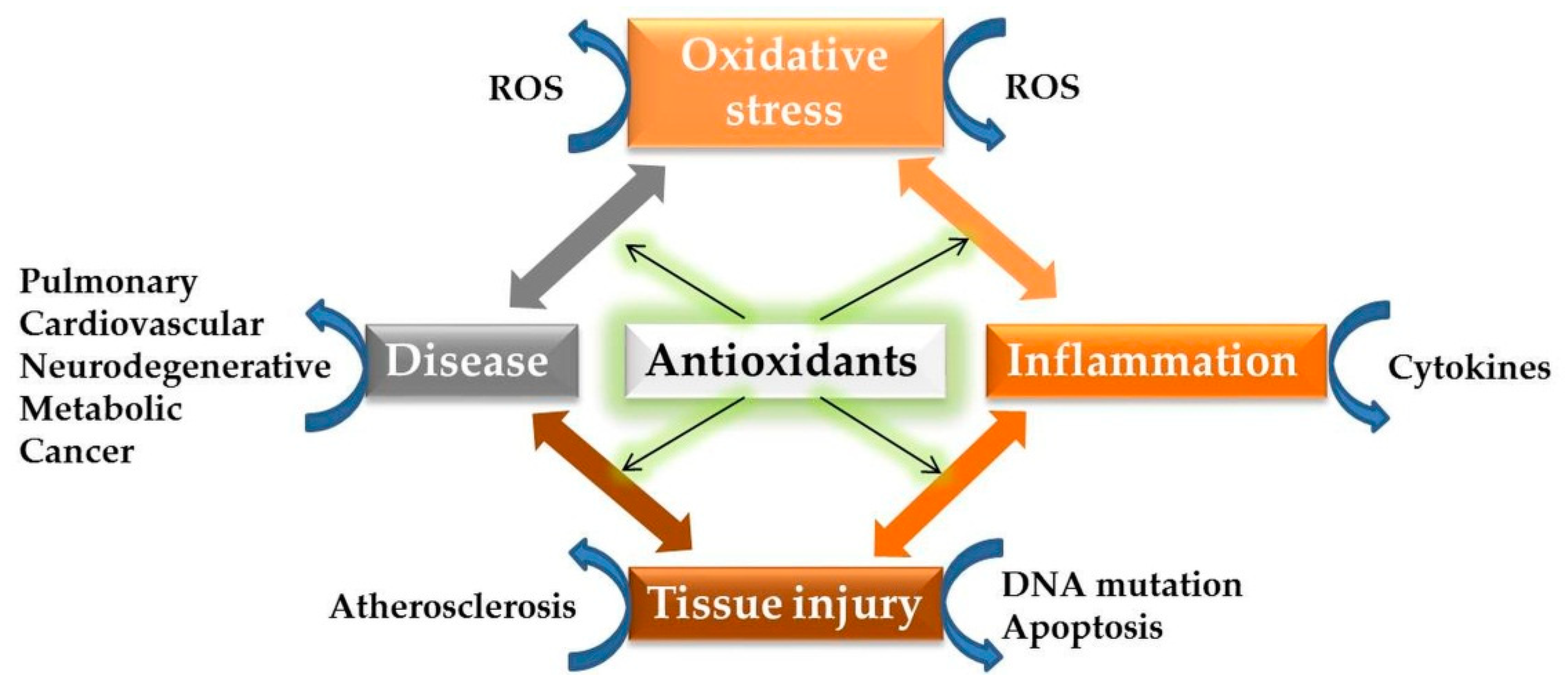 Antioxidants 11 00638 g003