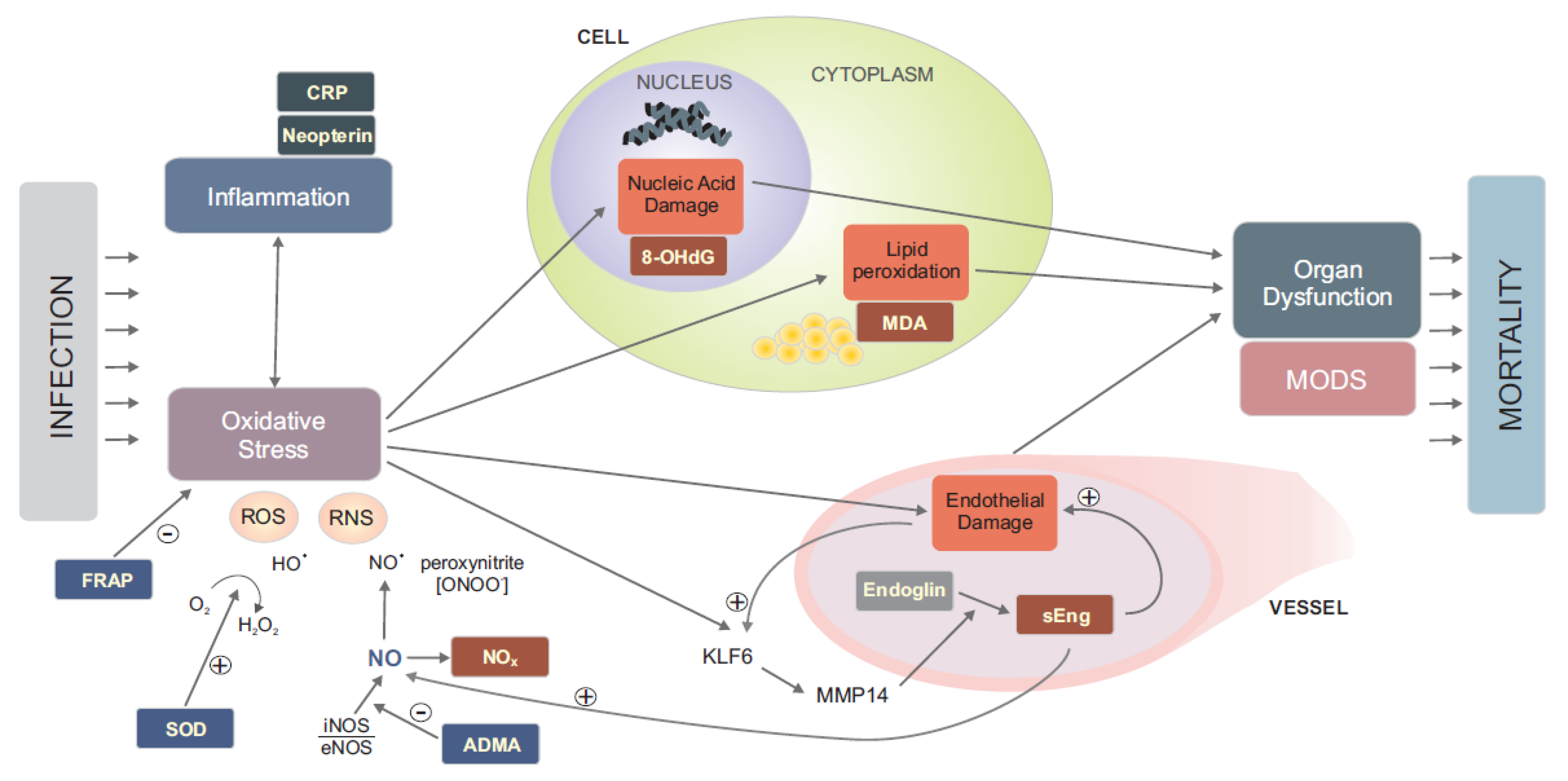 Antioxidants 11 00640 g002