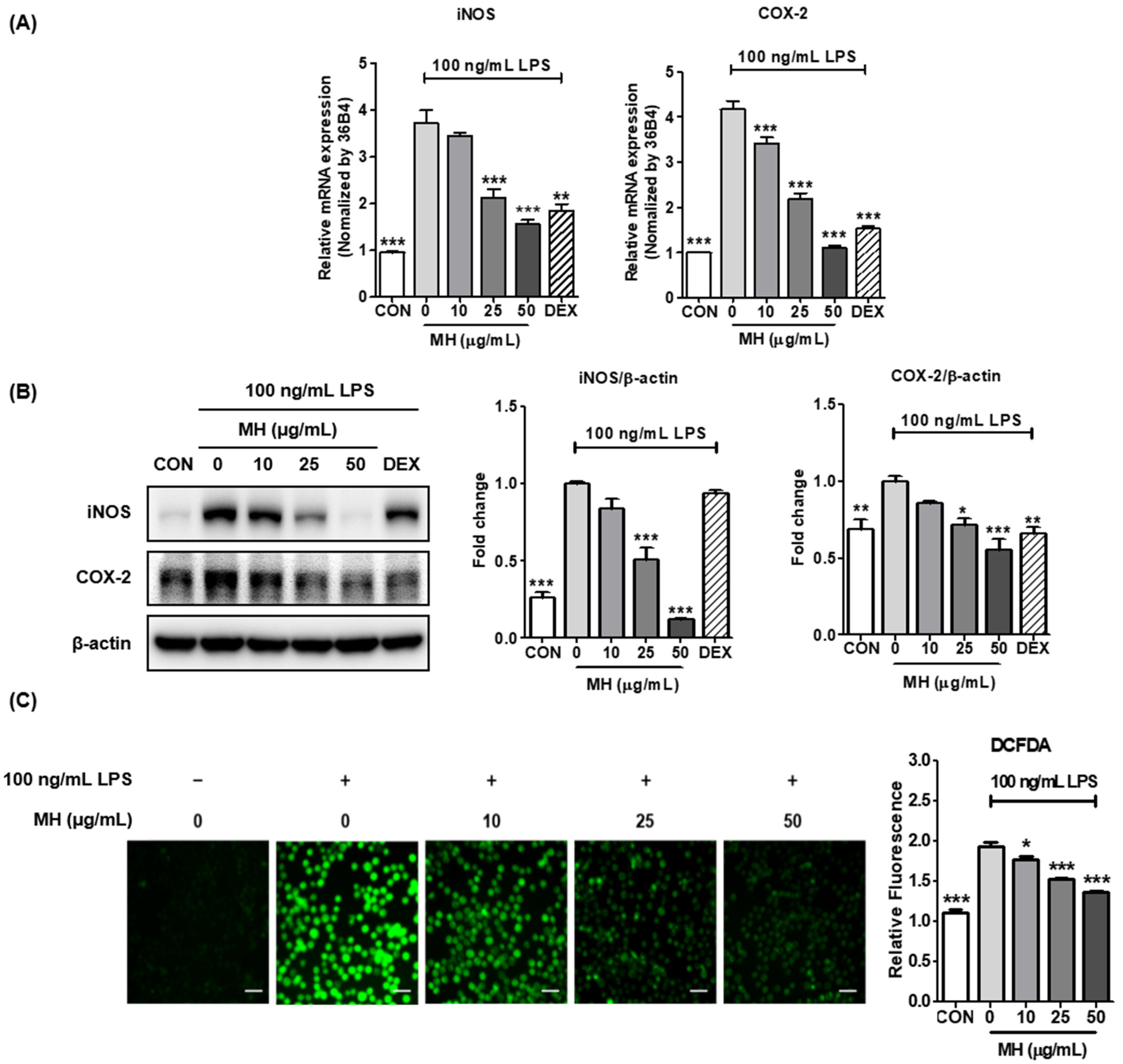 Antioxidants 11 00649 g003