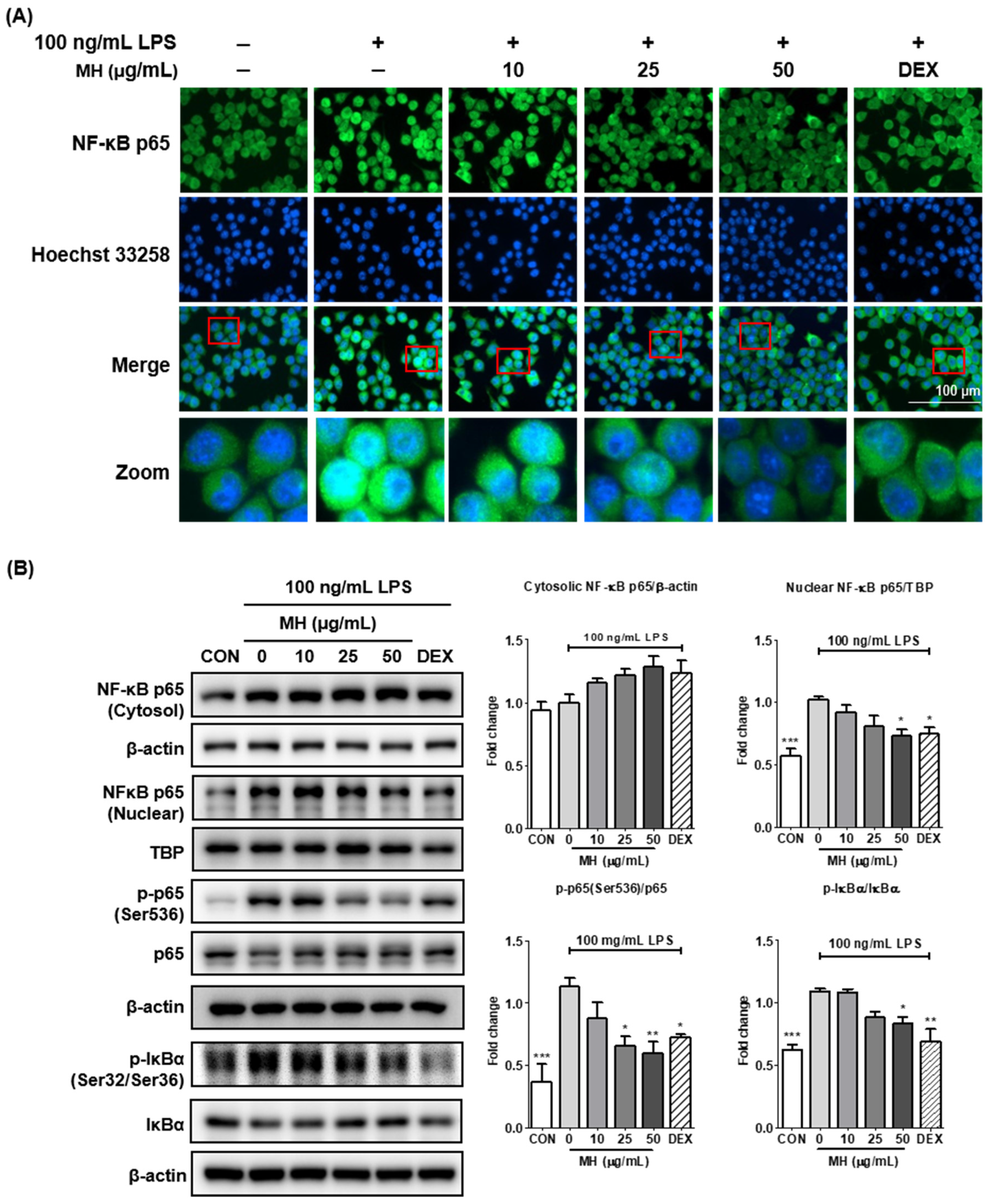 Antioxidants 11 00649 g004