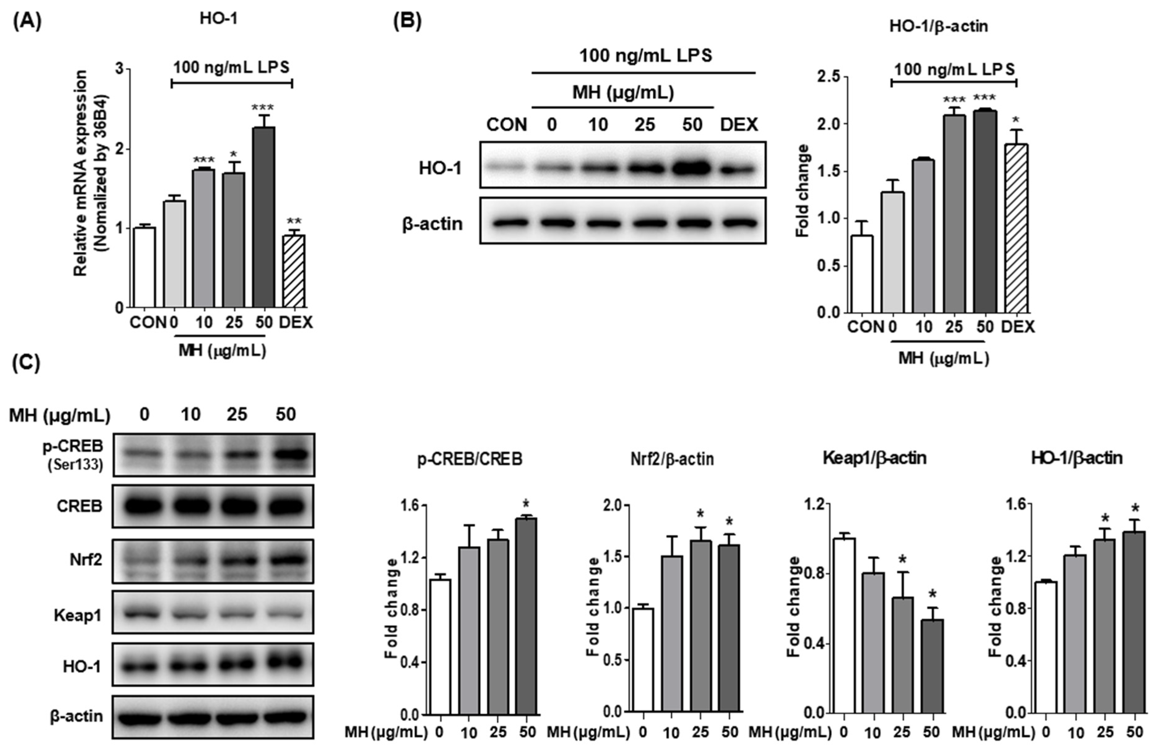 Antioxidants 11 00649 g006