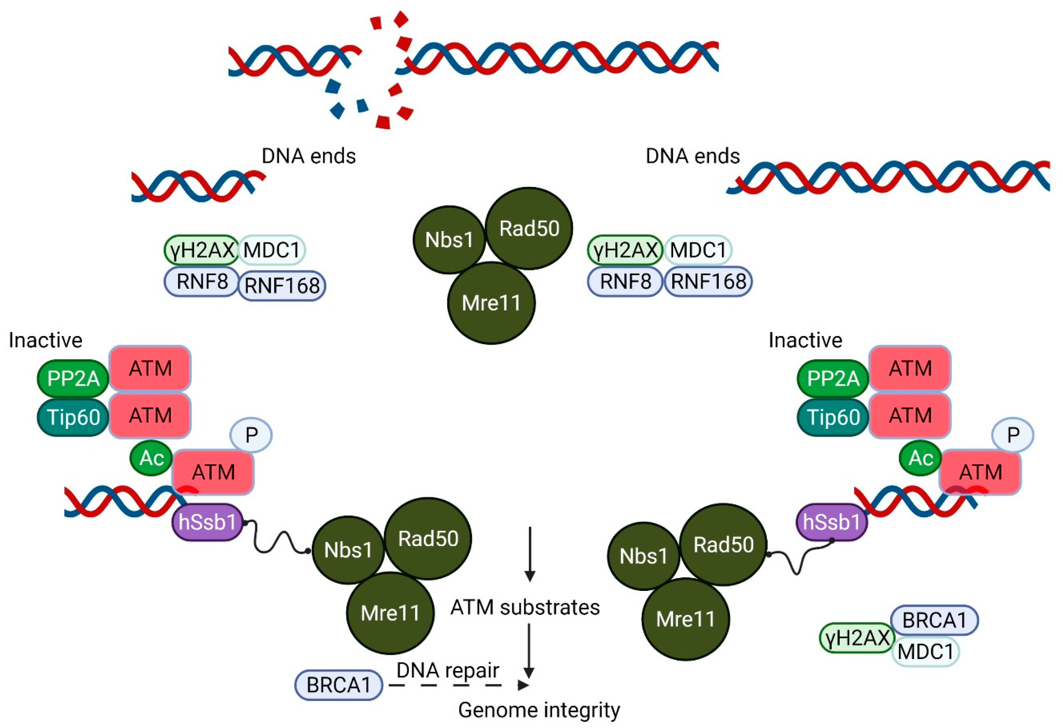Antioxidants 11 00653 g001
