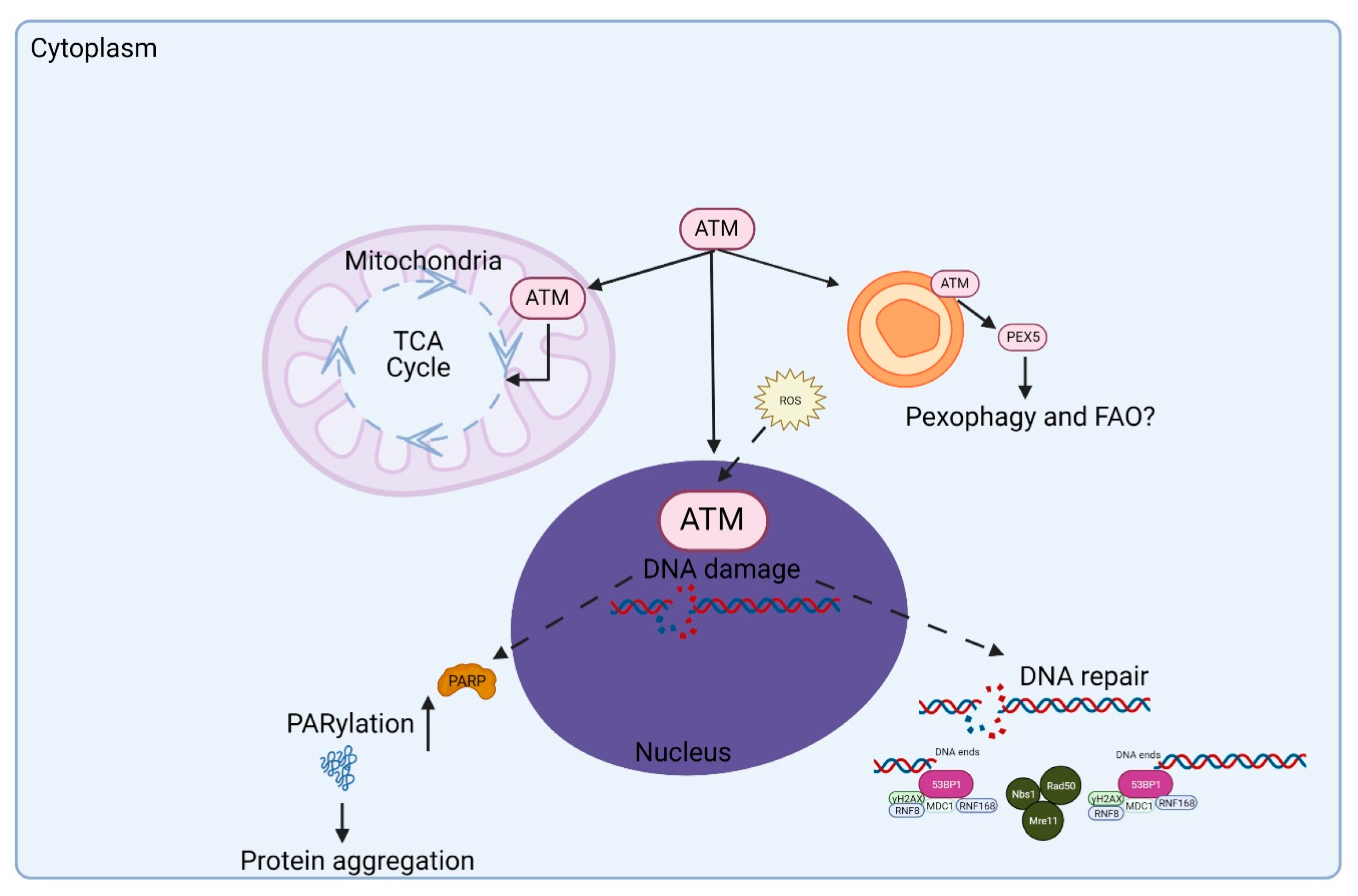 Antioxidants 11 00653 g003