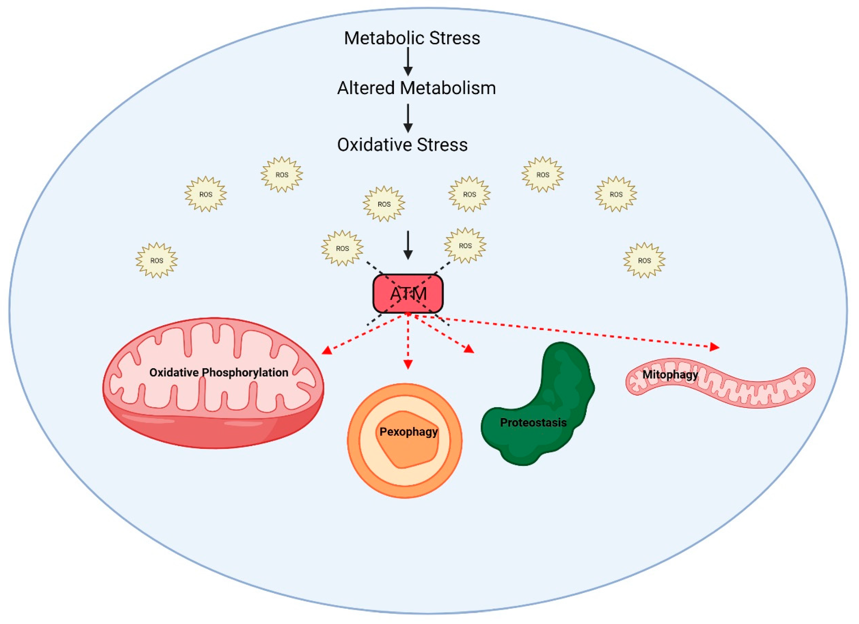 Antioxidants 11 00653 g004