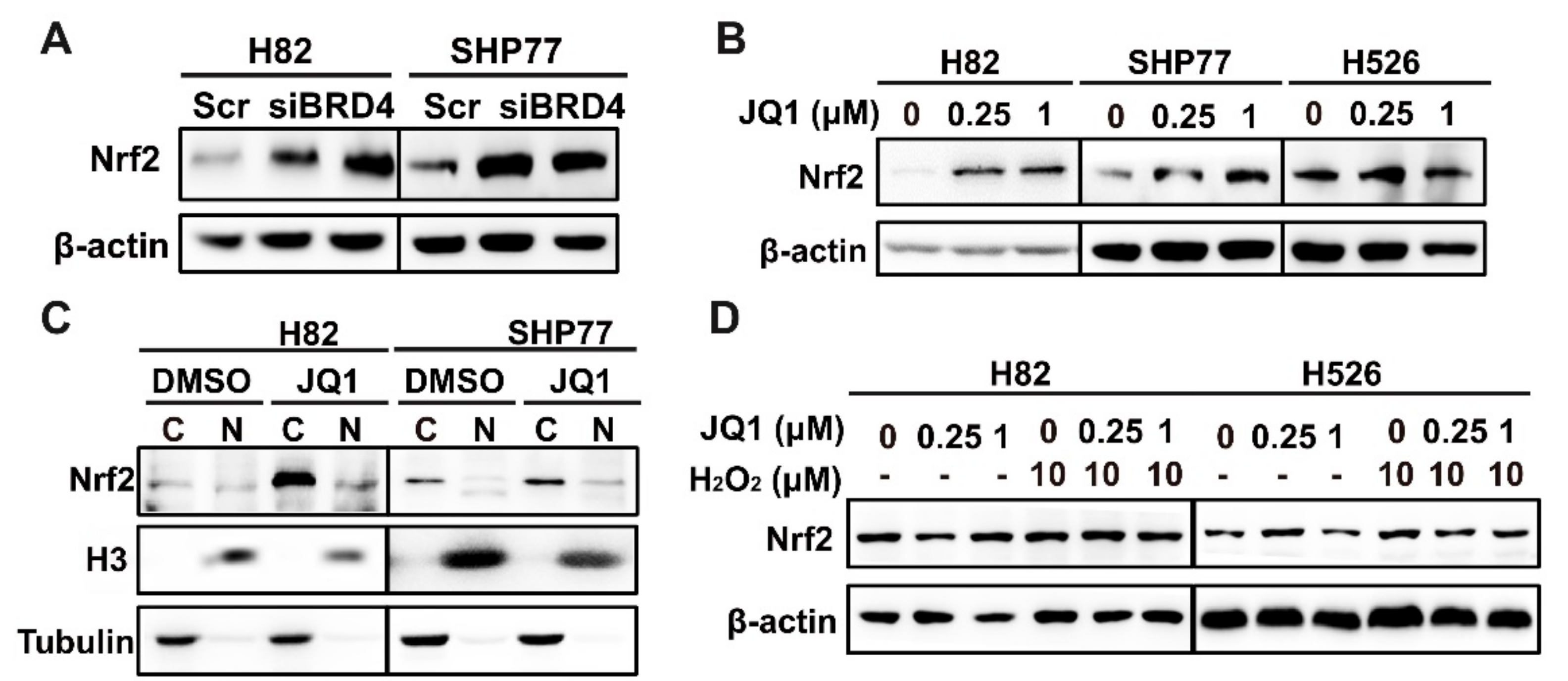 Antioxidants 11 00661 g004a