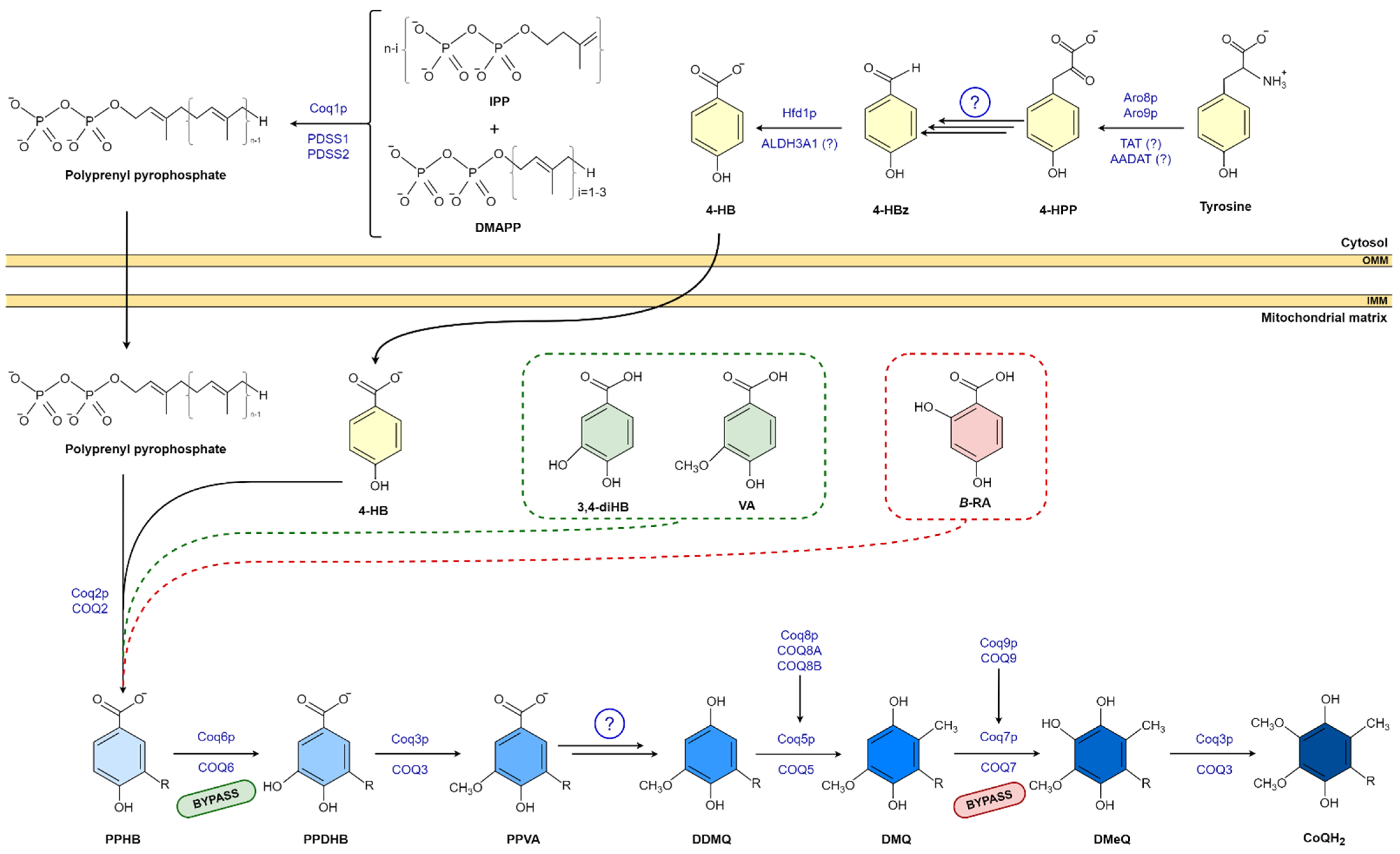 Antioxidants 11 00665 g001