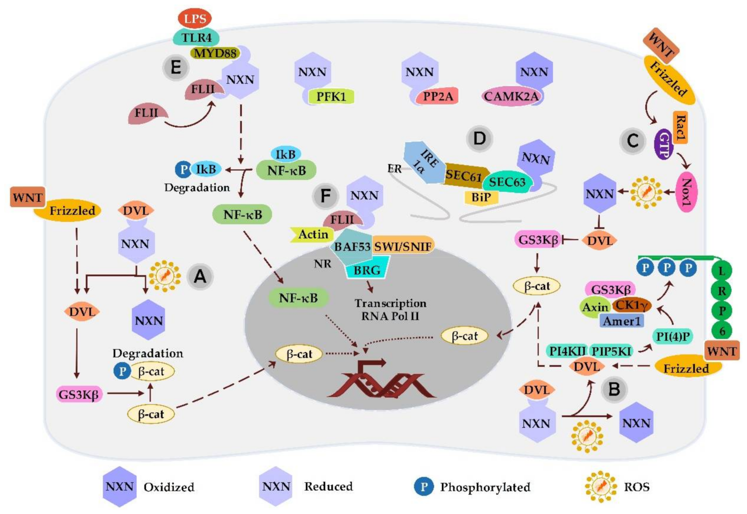 Antioxidants 11 00670 g003