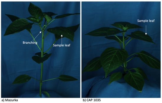 Antioxidants 11 00671 g0a1 550