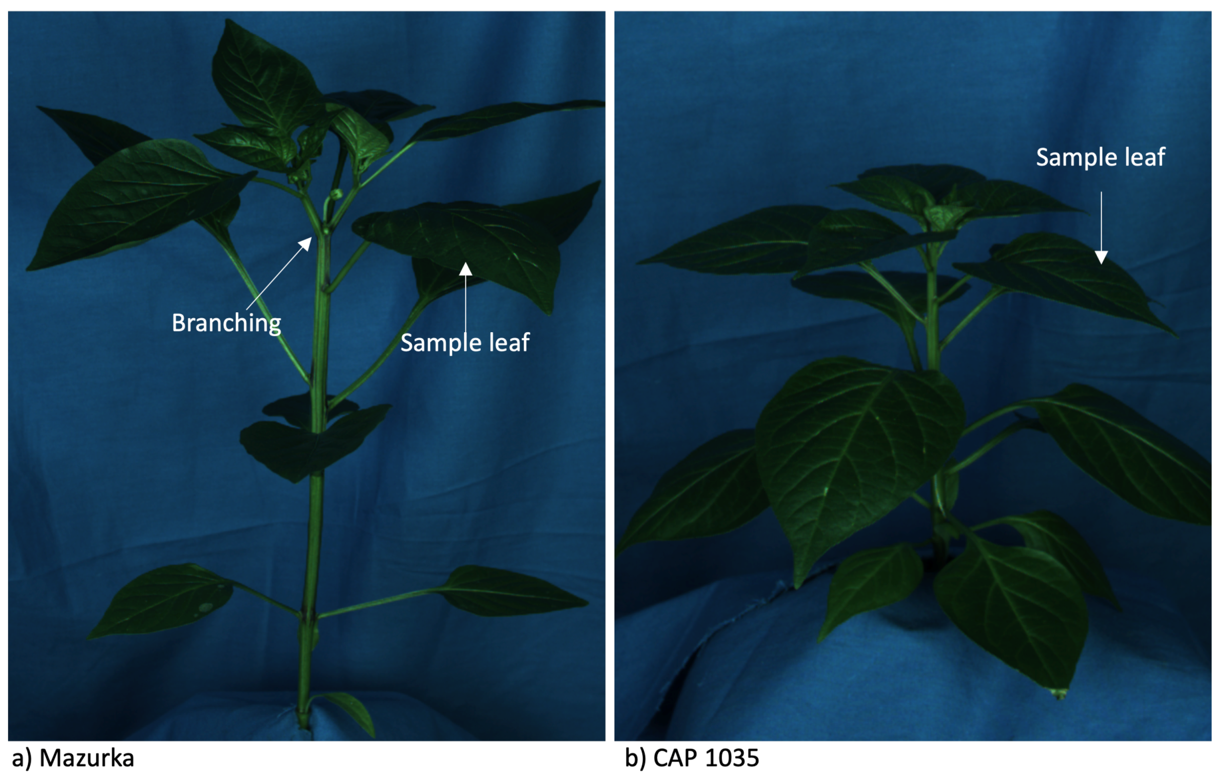 Antioxidants 11 00671 g0a1