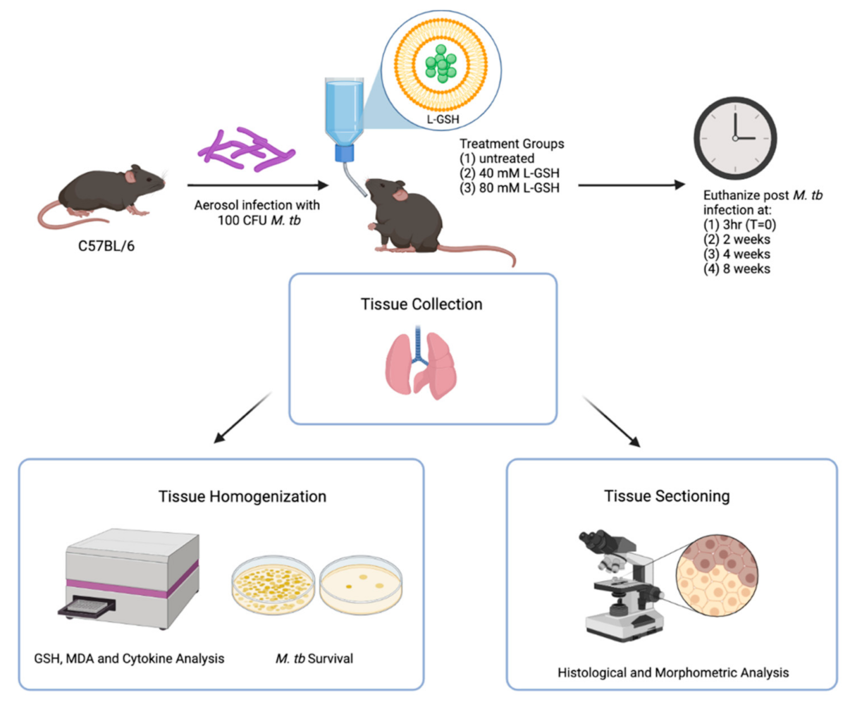 Antioxidants 11 00673 g001