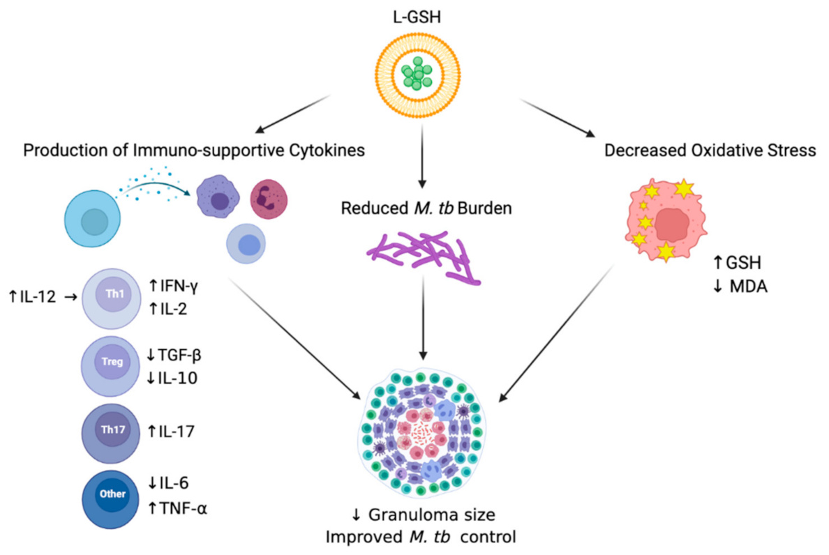 Antioxidants 11 00673 g007
