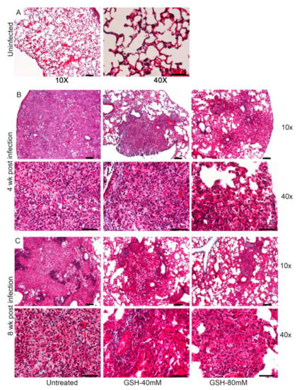 Antioxidants 11 00673 g0a2 550