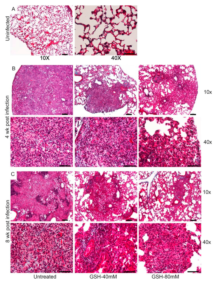 Antioxidants 11 00673 g0a2