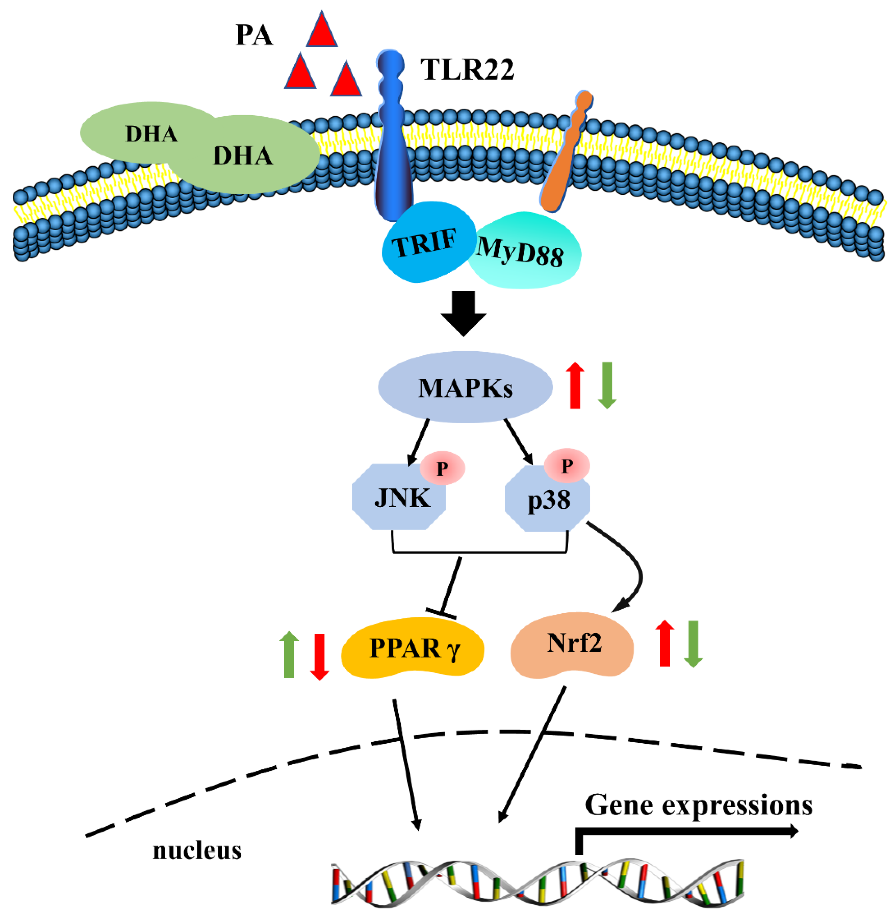 Antioxidants 11 00682 g009
