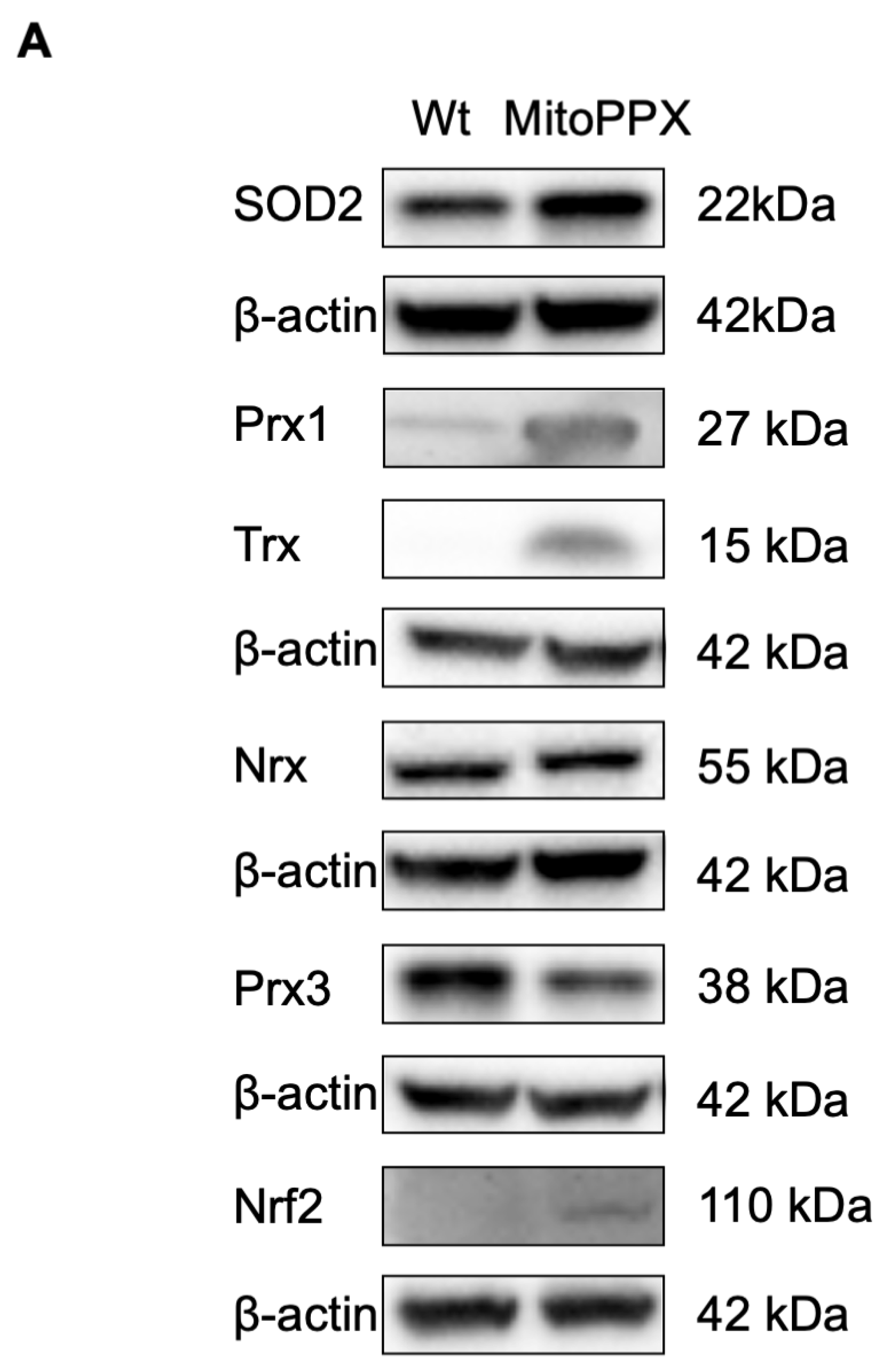 Antioxidants 11 00685 g003a