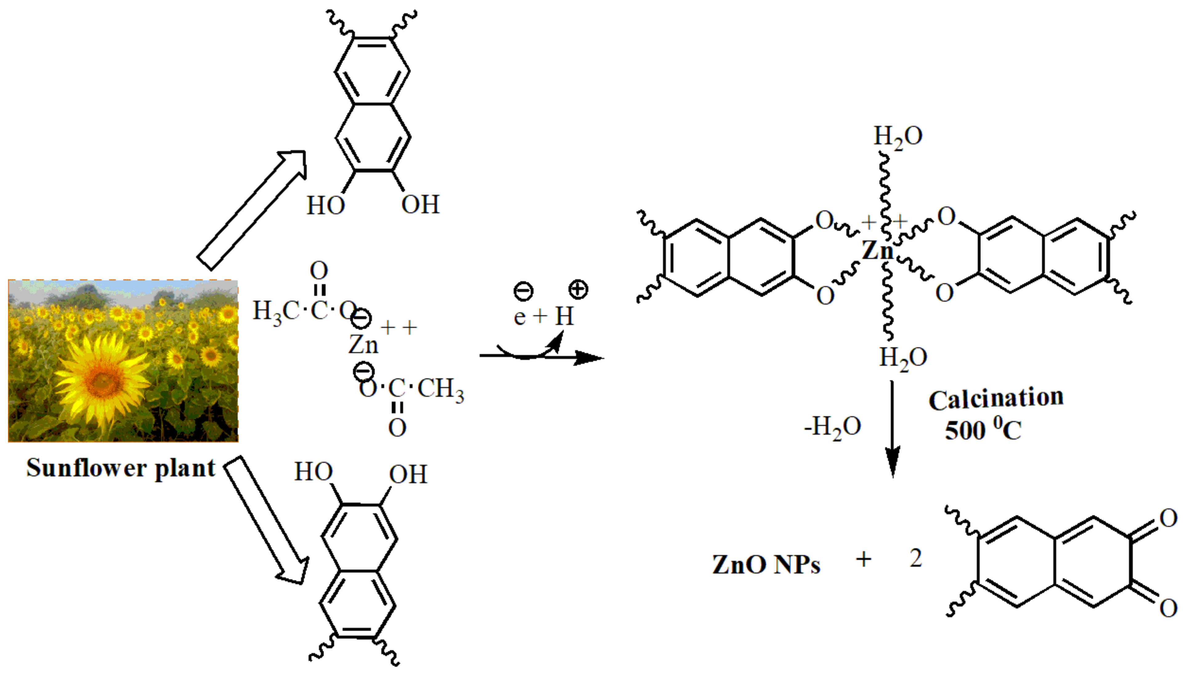 Antioxidants 11 00688 g002