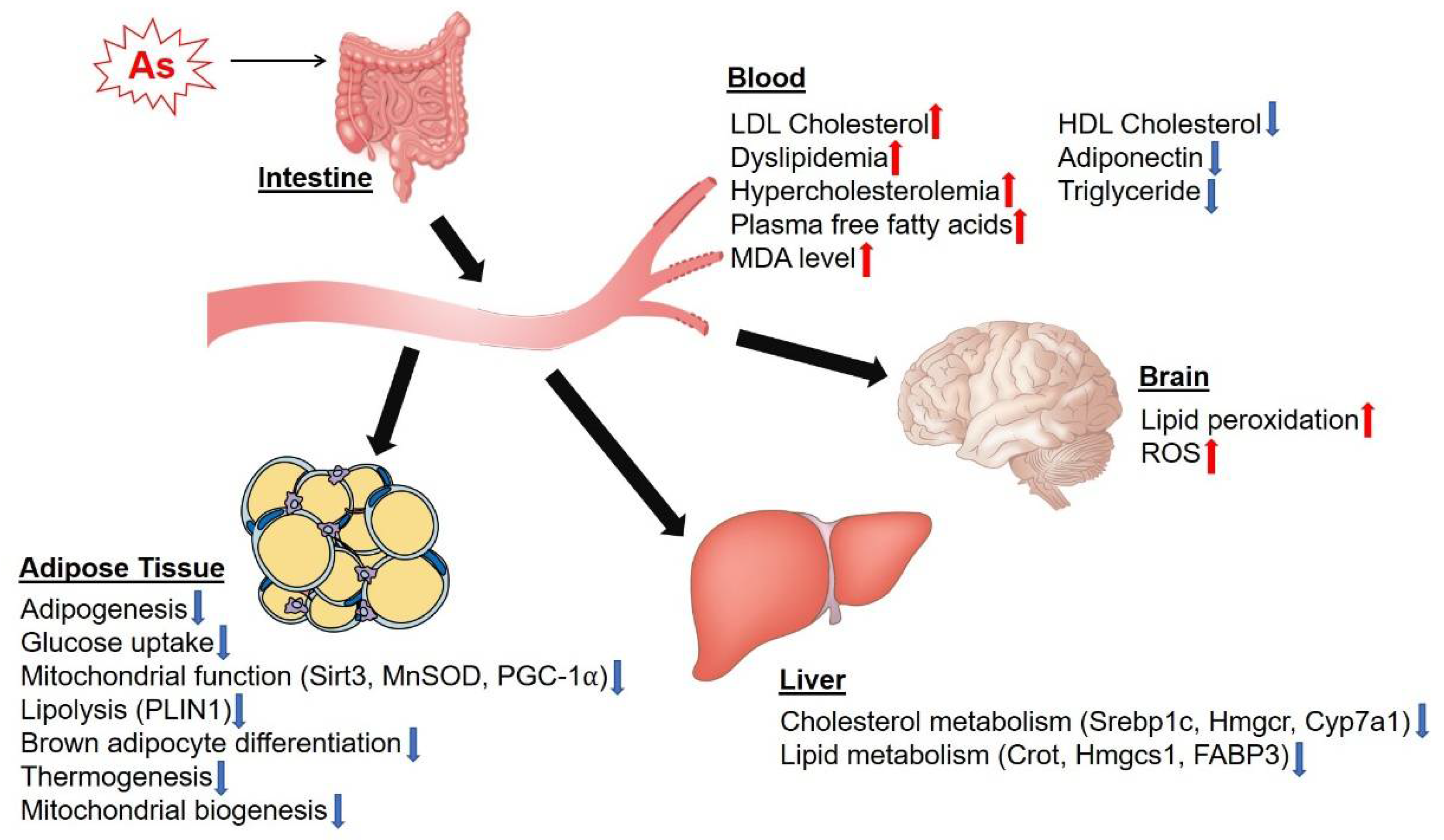 Antioxidants 11 00689 g002