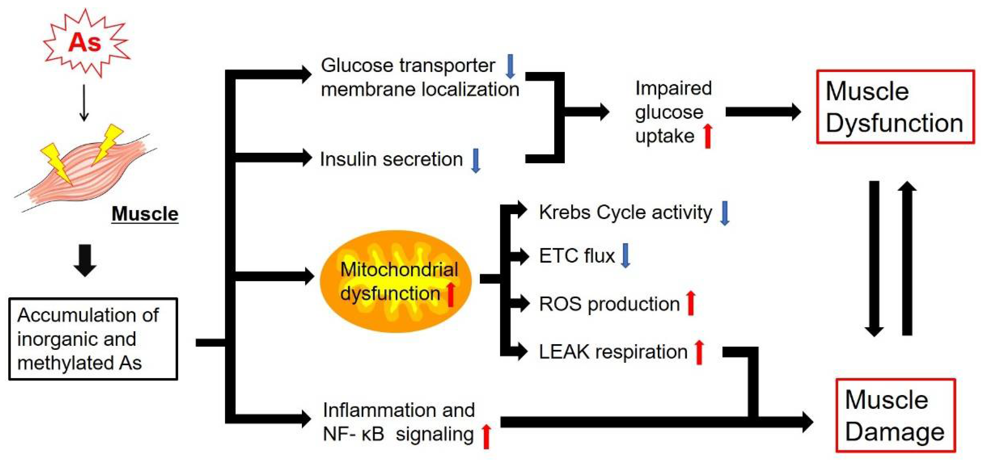 Antioxidants 11 00689 g003