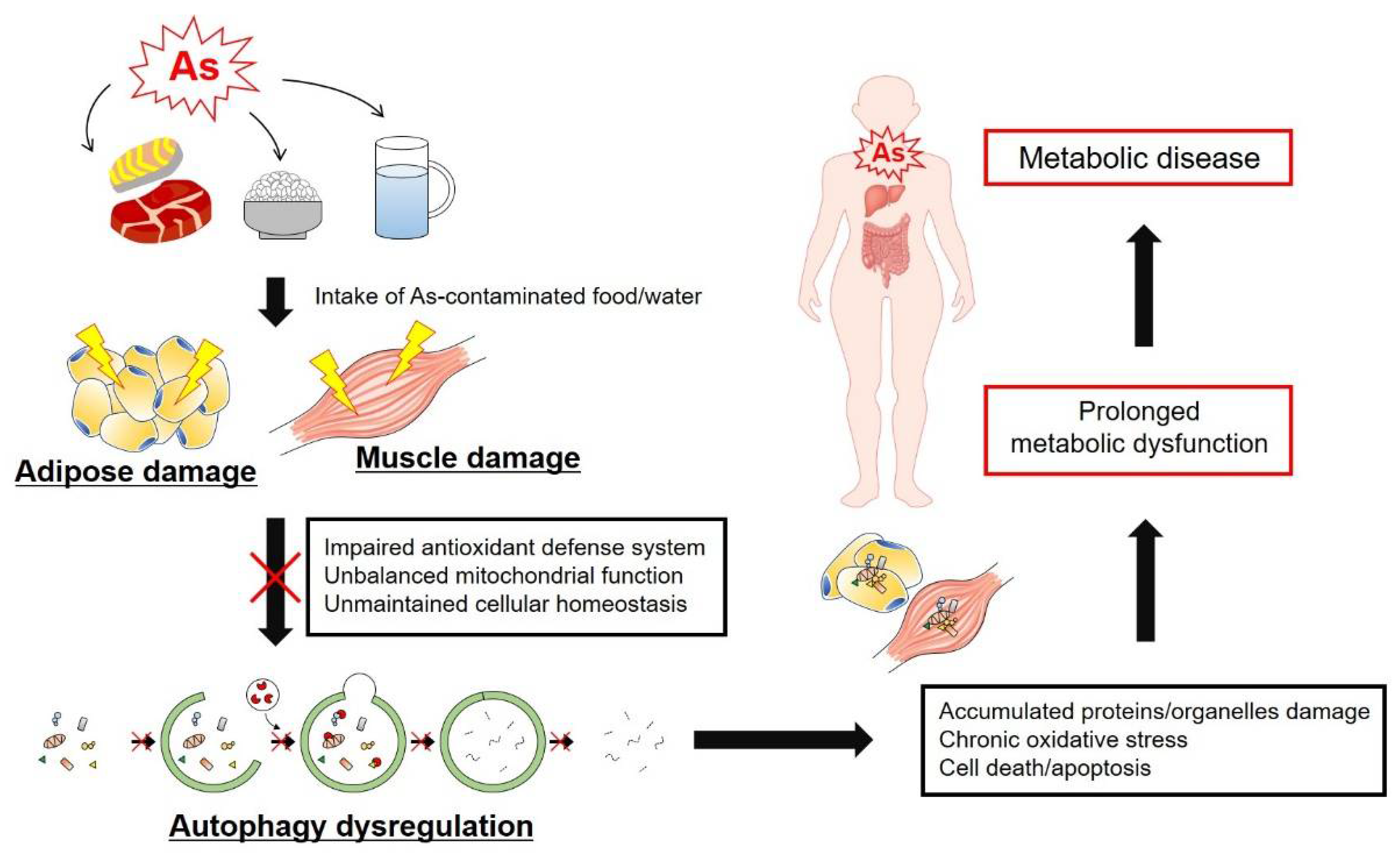 Antioxidants 11 00689 g004