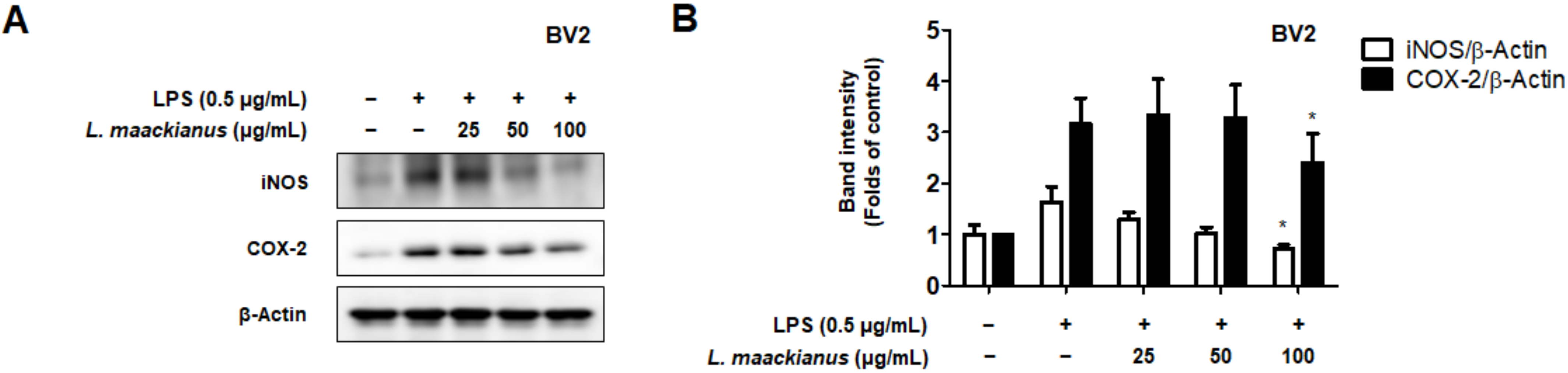 Antioxidants 11 00690 g003