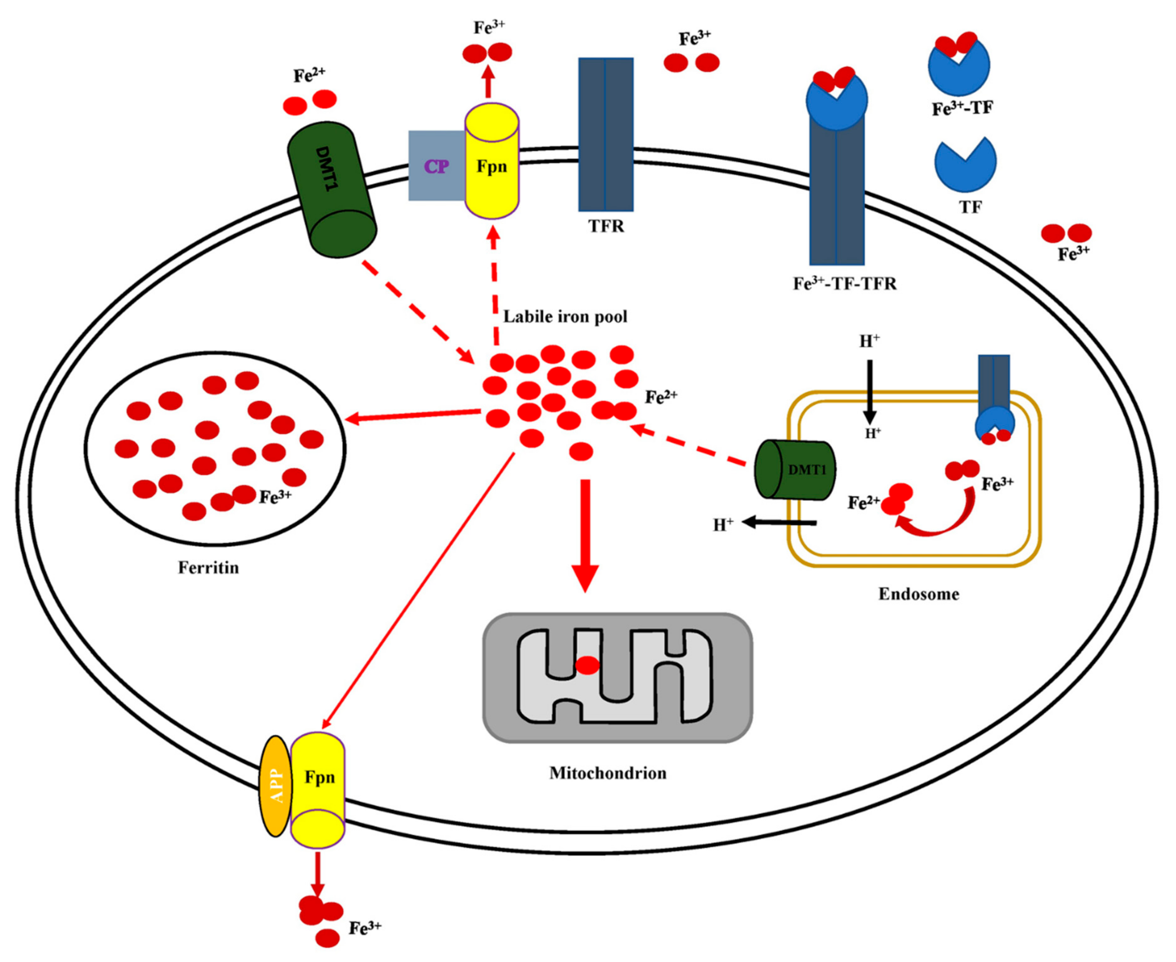 Antioxidants 11 00692 g003