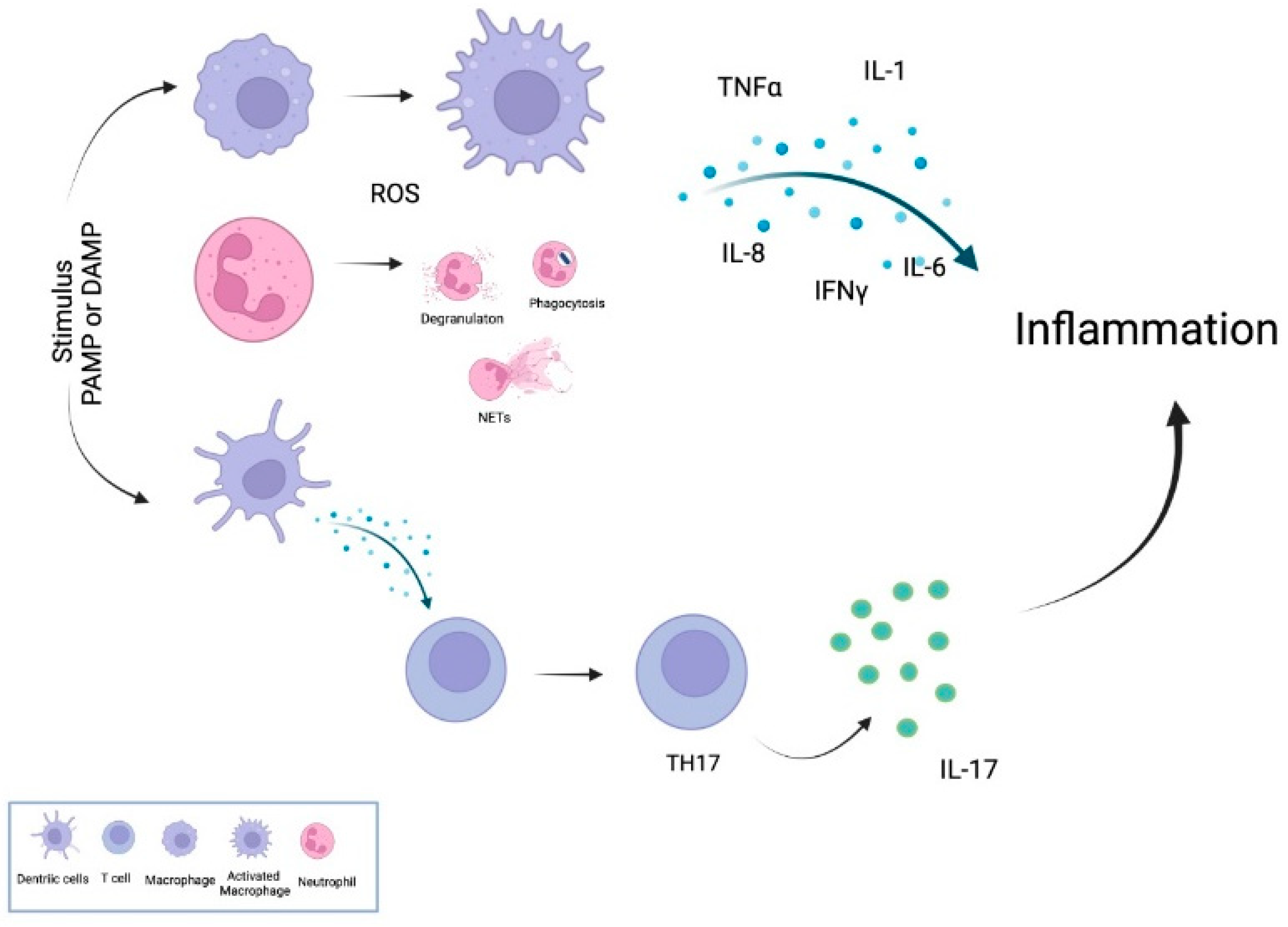 Antioxidants 11 00697 g001 Antioxidants 11 00697 g001