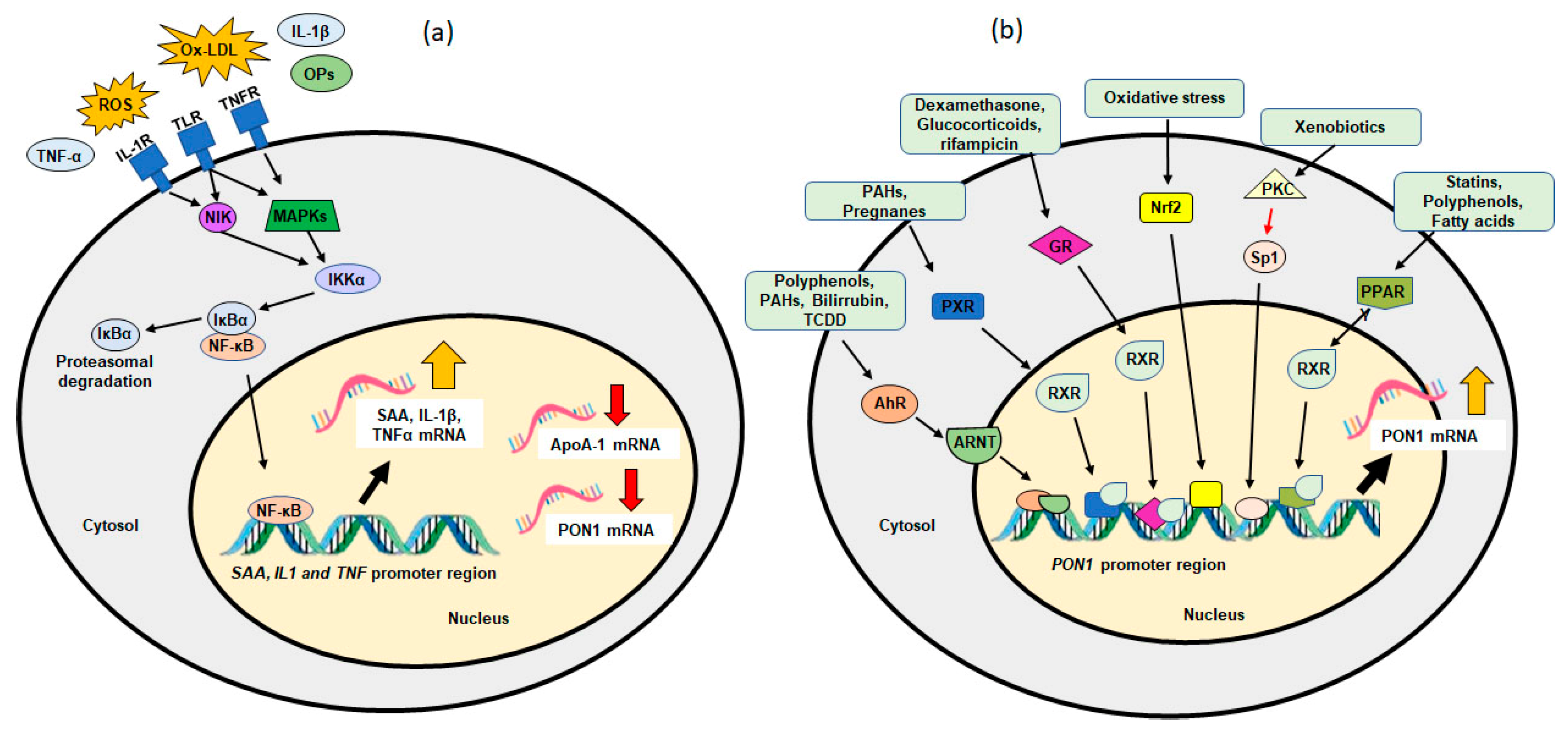 Antioxidants 11 00697 g002 Antioxidants 11 00697 g002