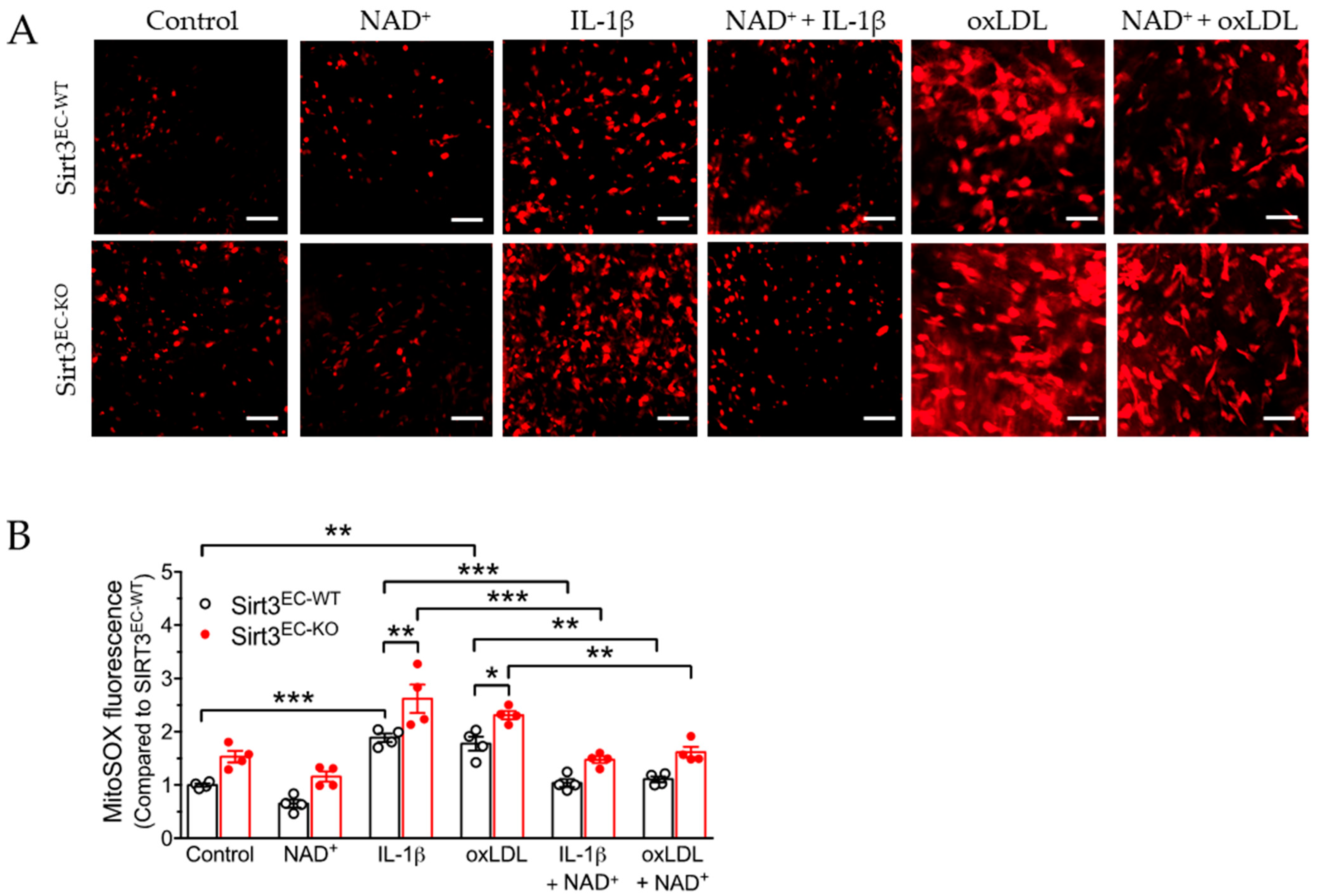 Antioxidants 11 00706 g003