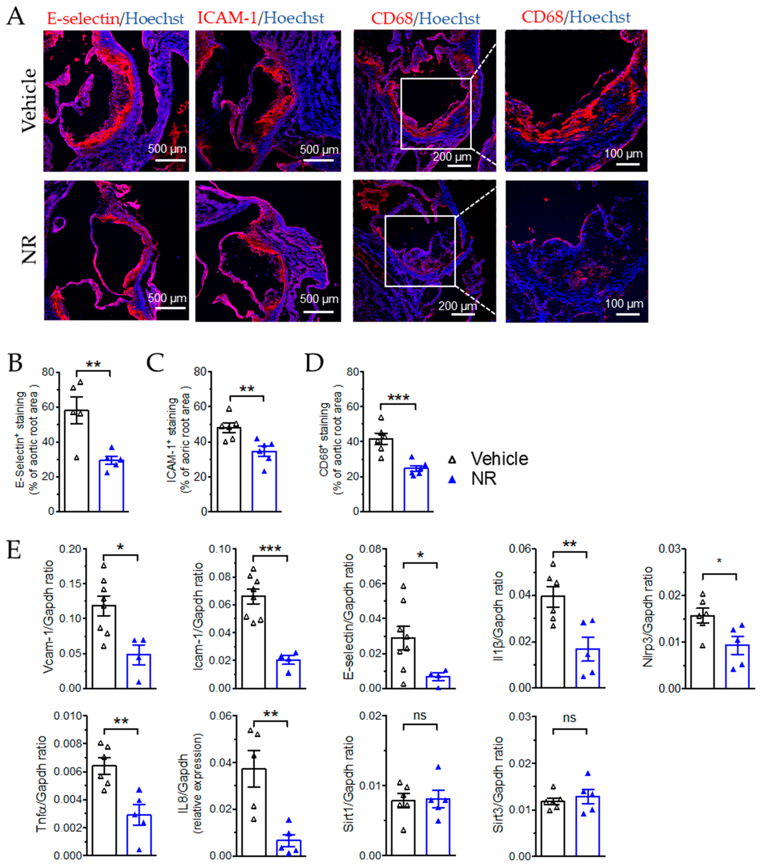 Antioxidants 11 00706 g006