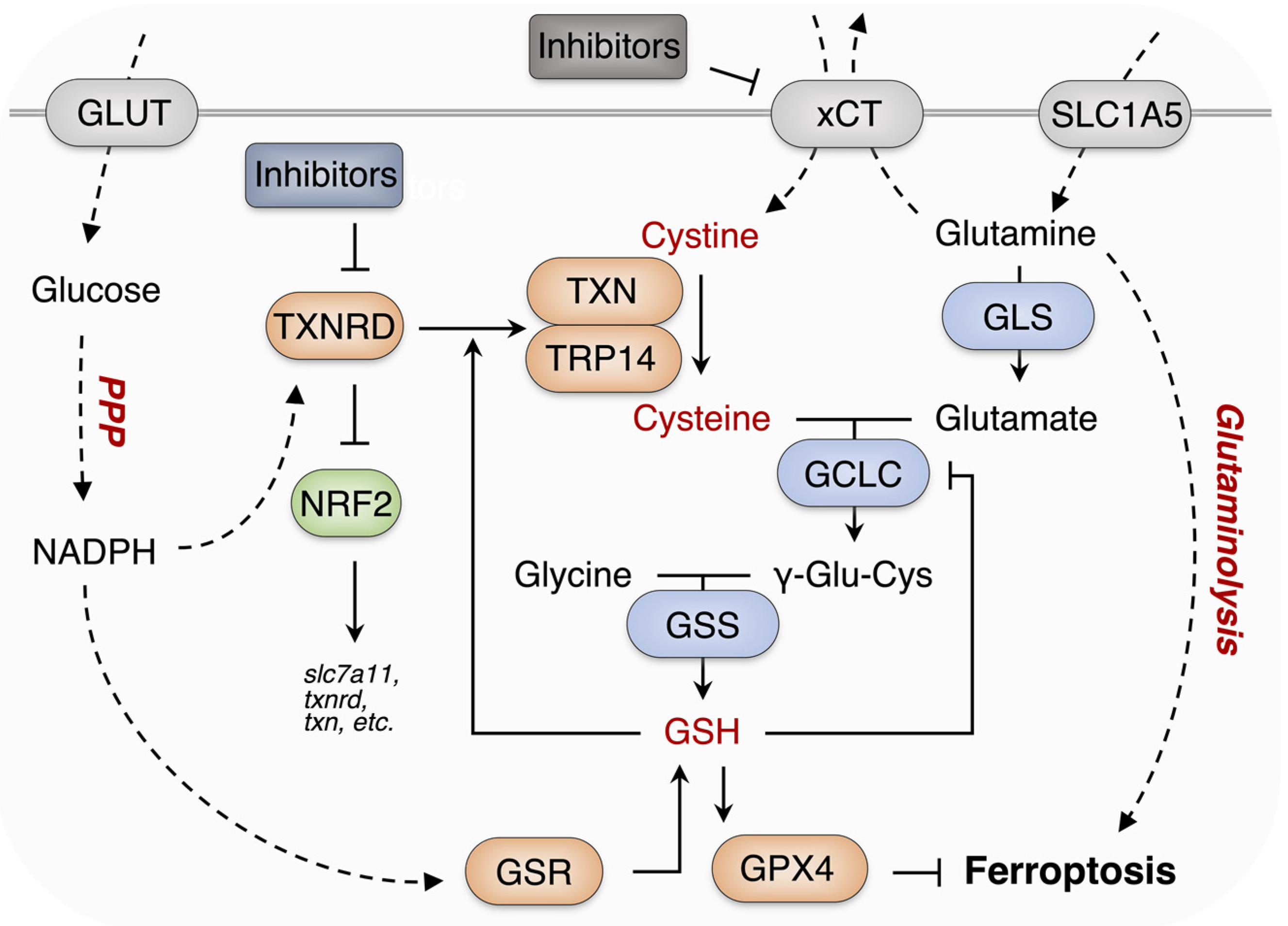Antioxidants 11 00710 g007