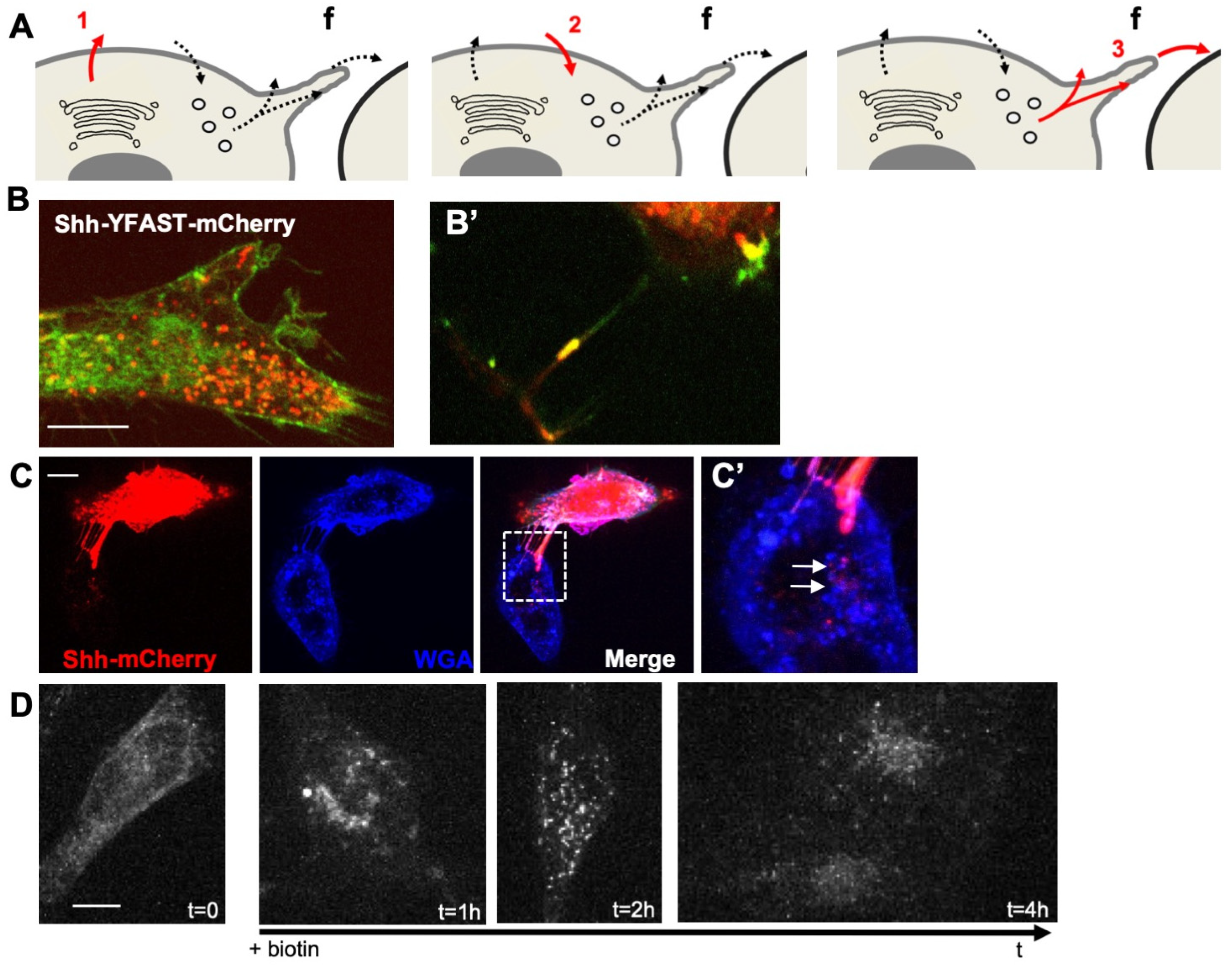 Antioxidants 11 00718 g001