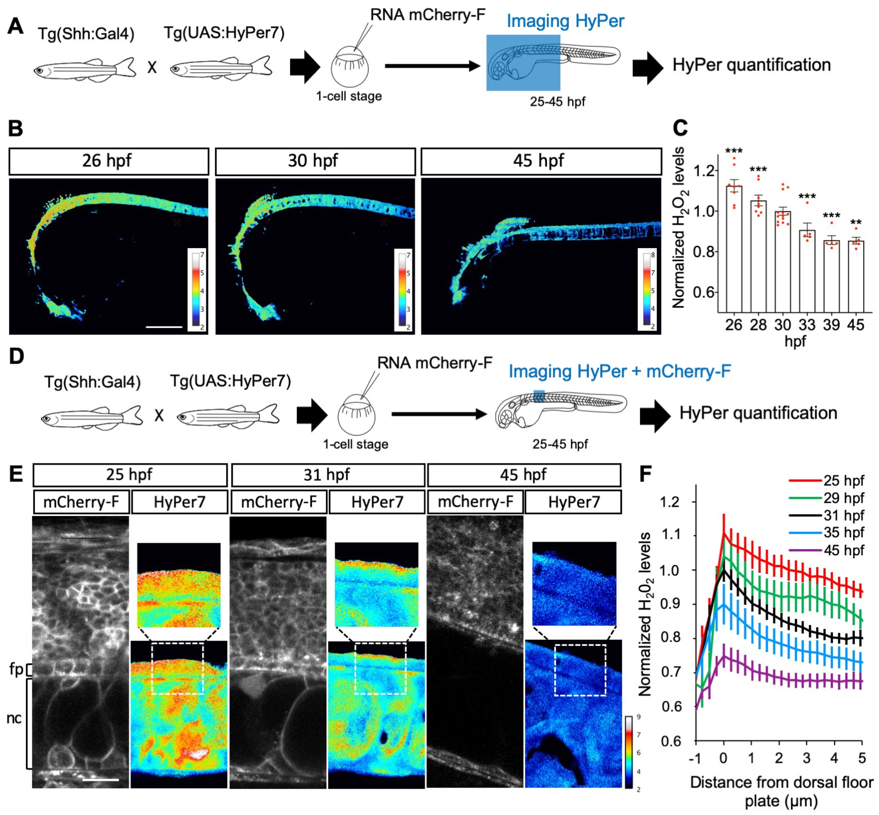 Antioxidants 11 00718 g004