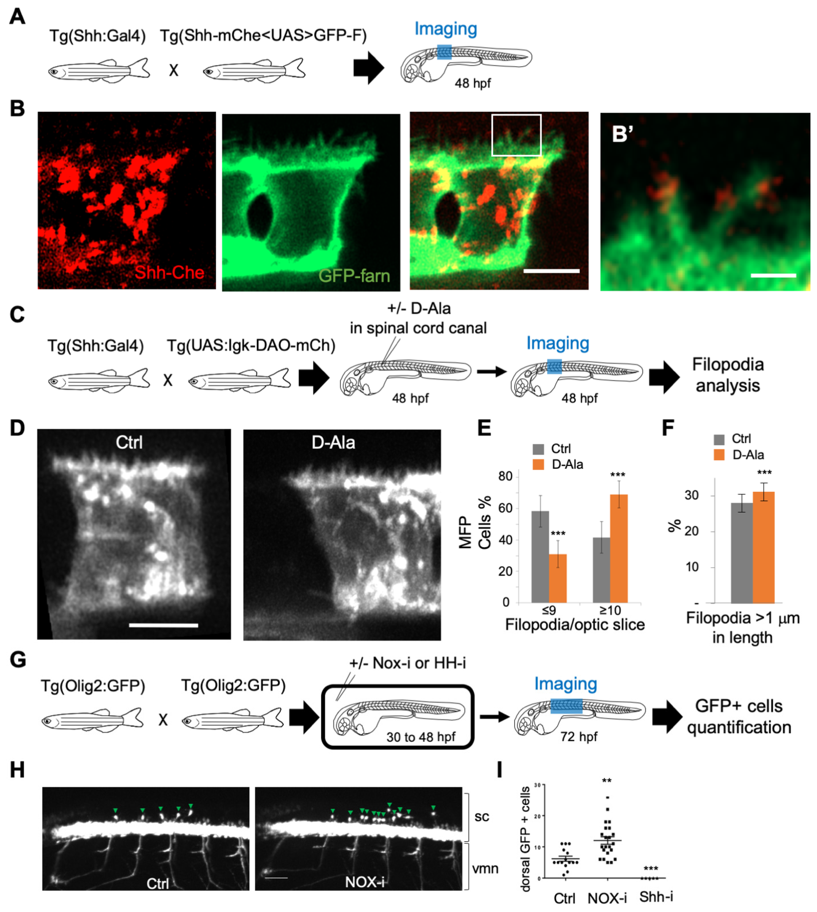 Antioxidants 11 00718 g005