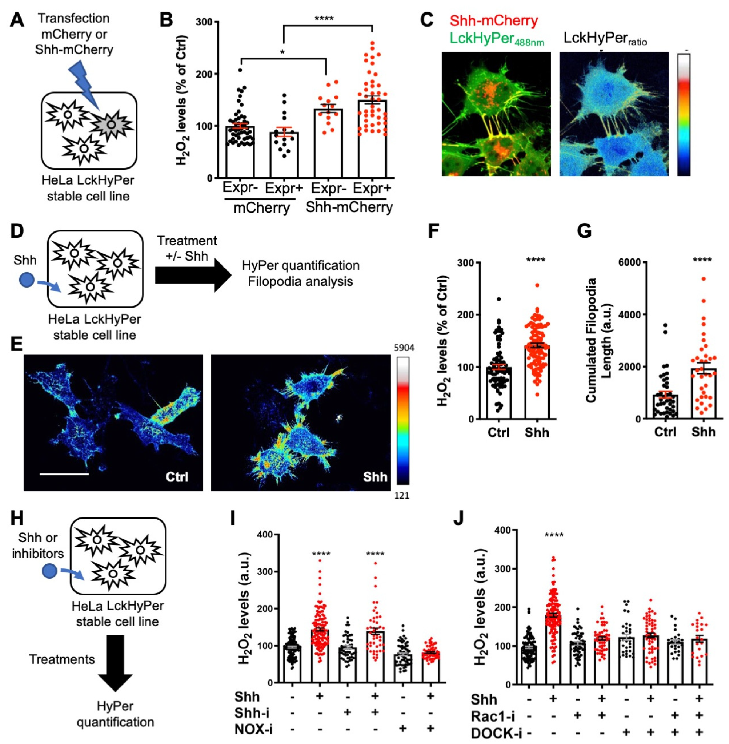 Antioxidants 11 00718 g006