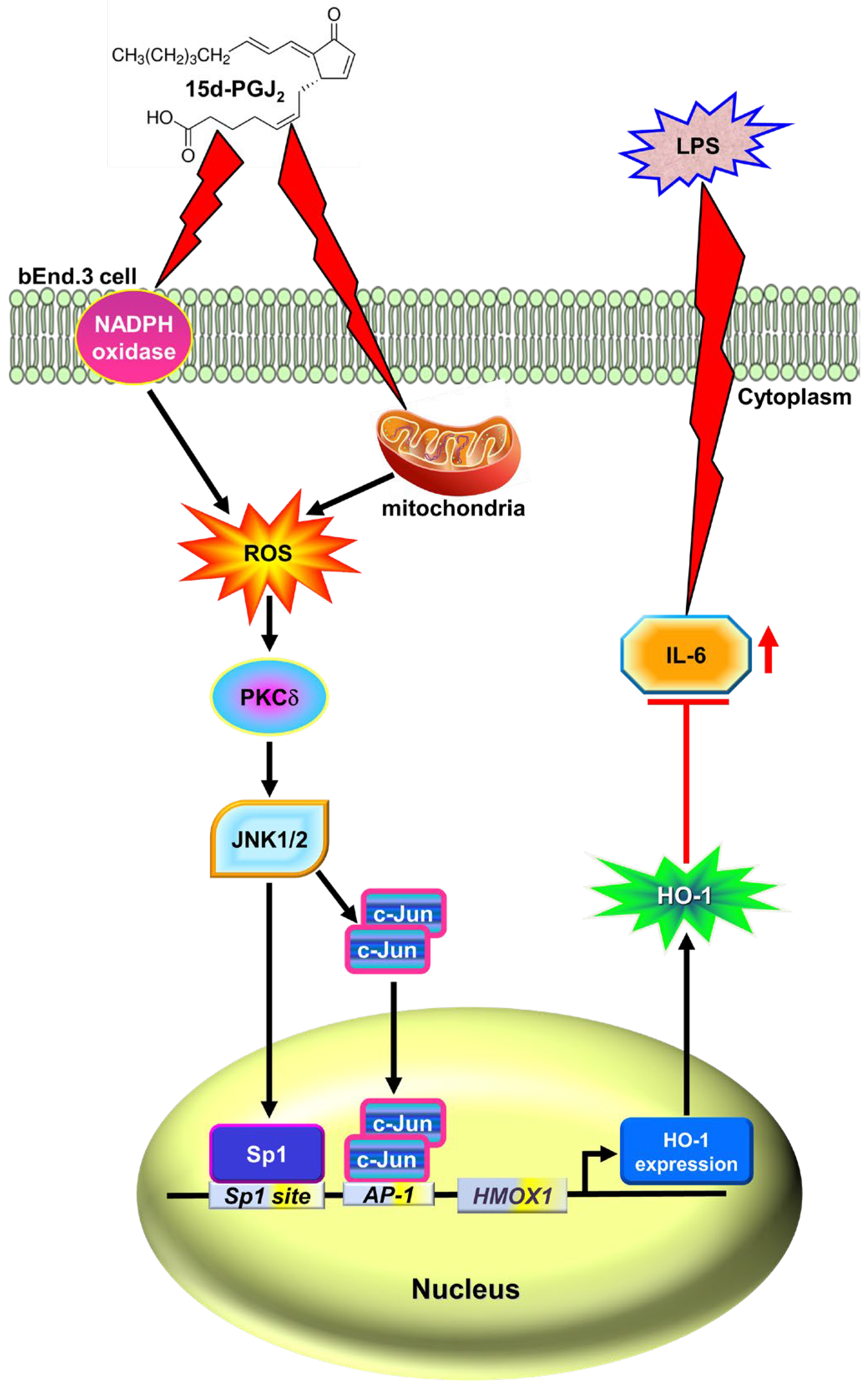 Antioxidants 11 00719 g008