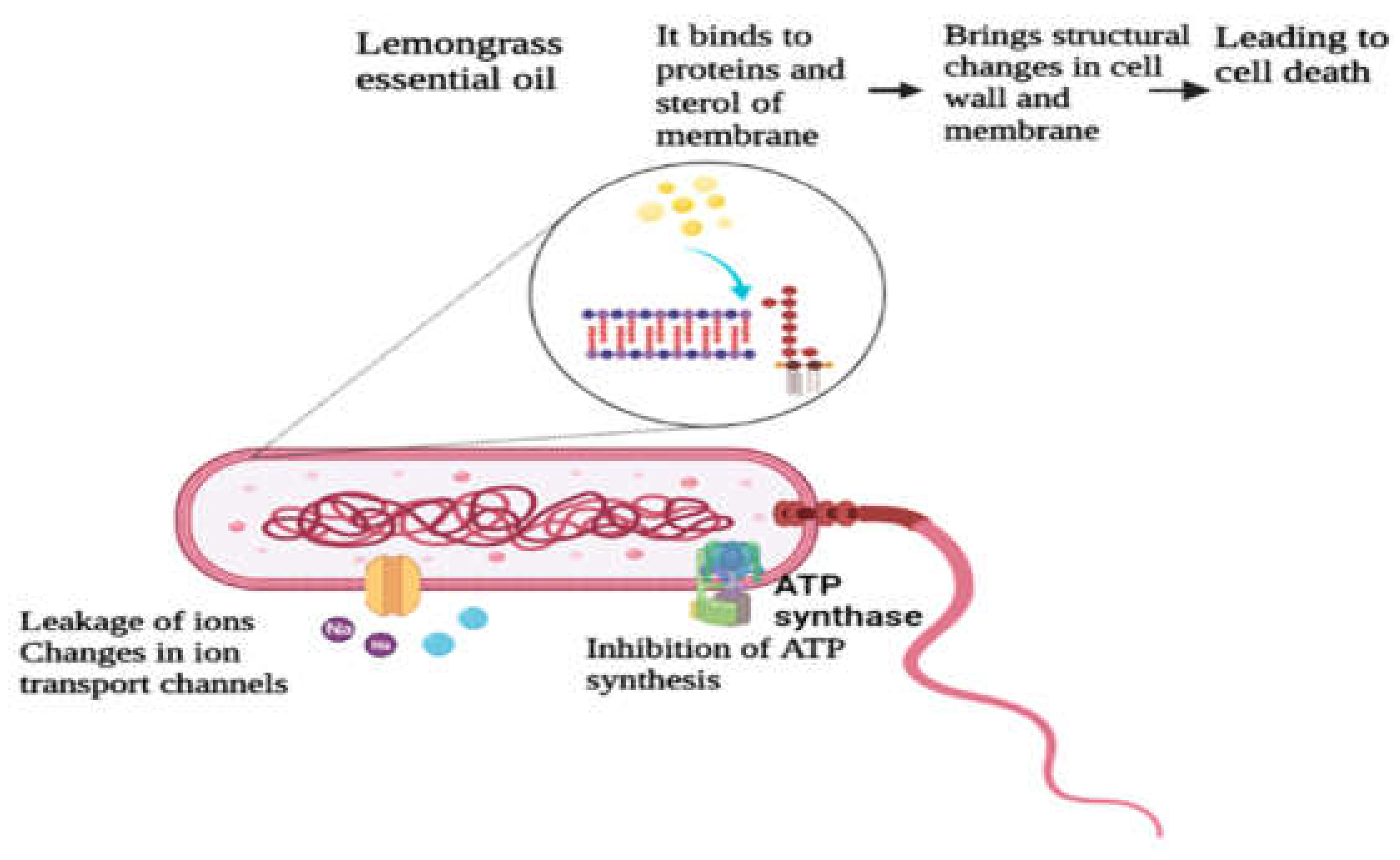 Antioxidants 11 00720 g002