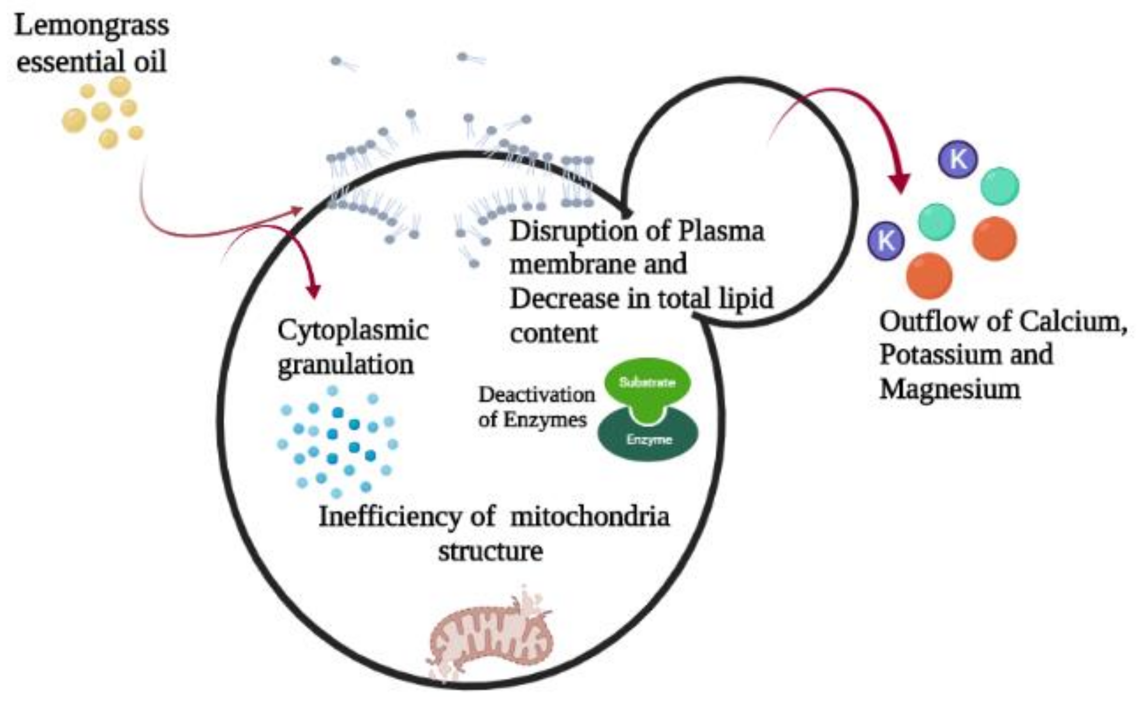 Antioxidants 11 00720 g003