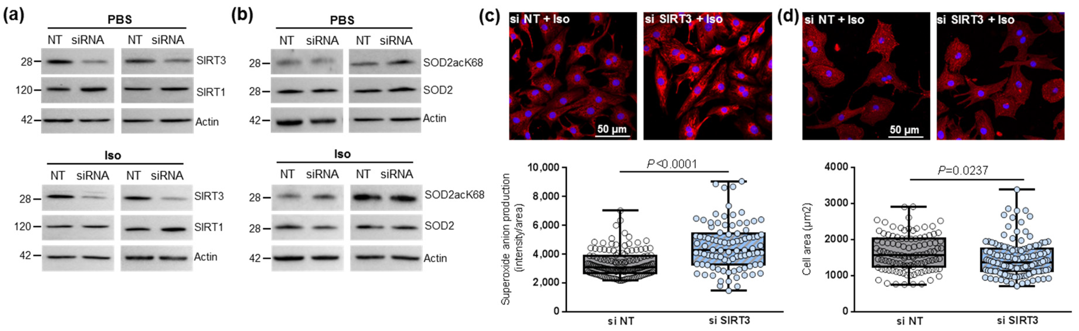 Antioxidants 11 00723 g002