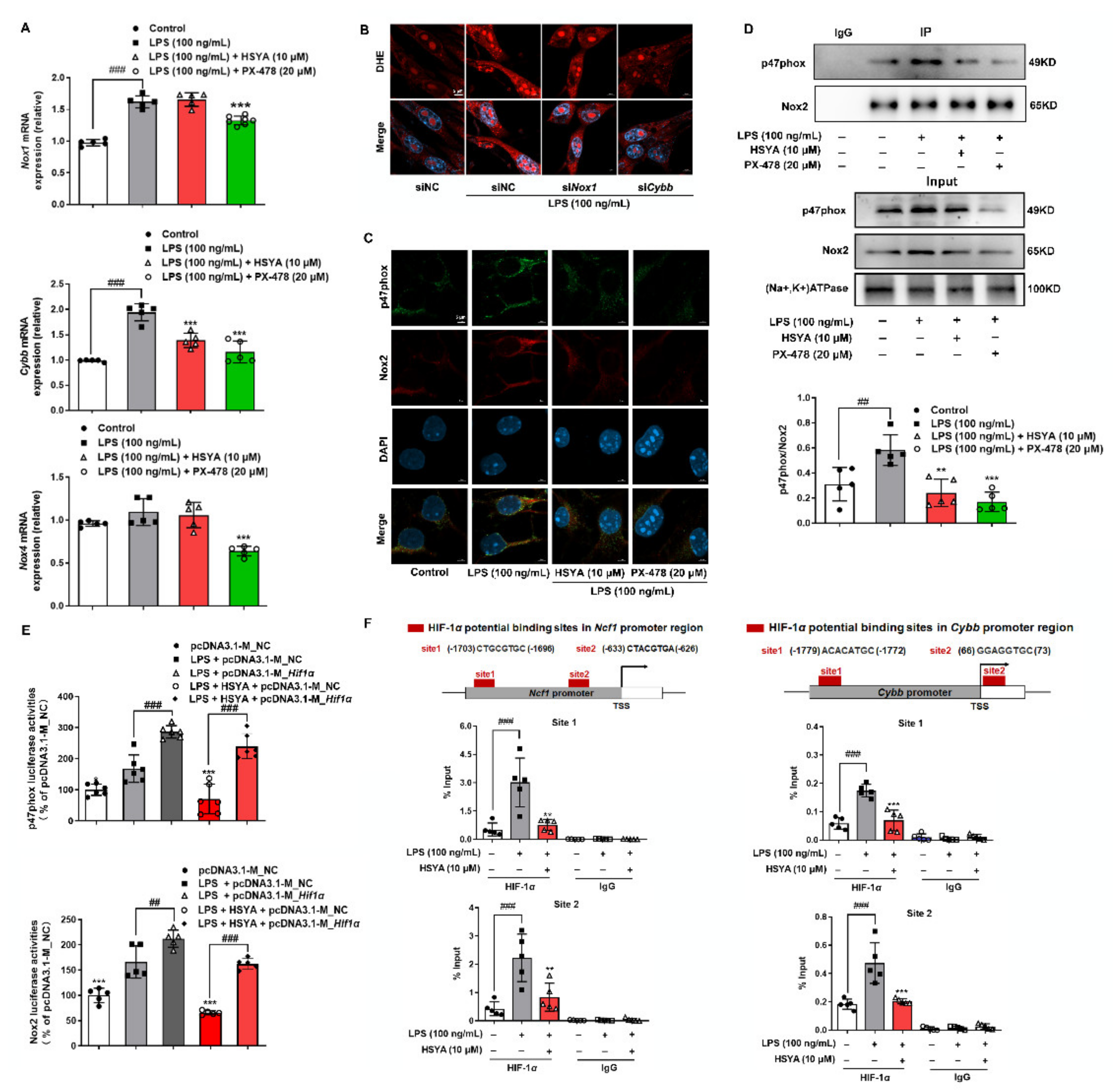 Antioxidants 11 00728 g003