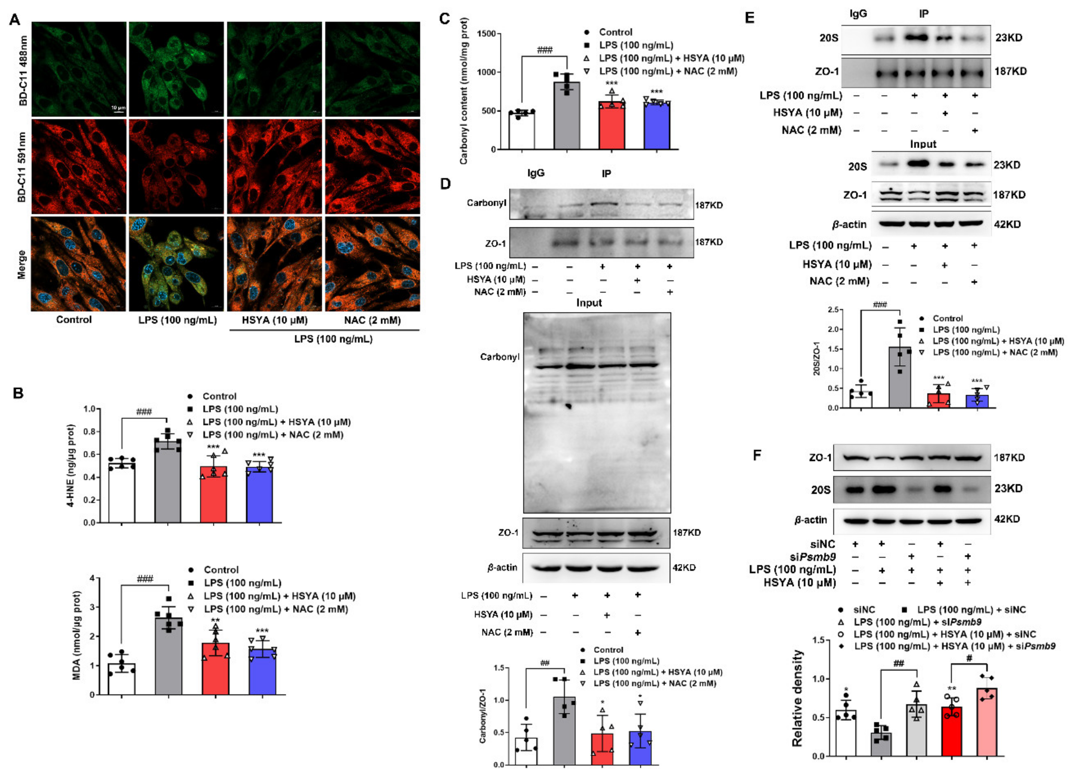 Antioxidants 11 00728 g005