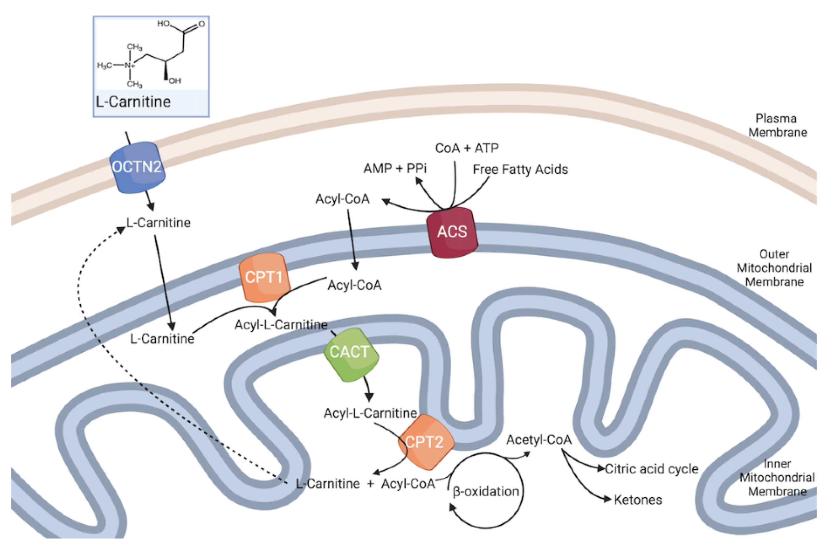 Antioxidants 11 00745 g002 Antioxidants 11 00745 g002