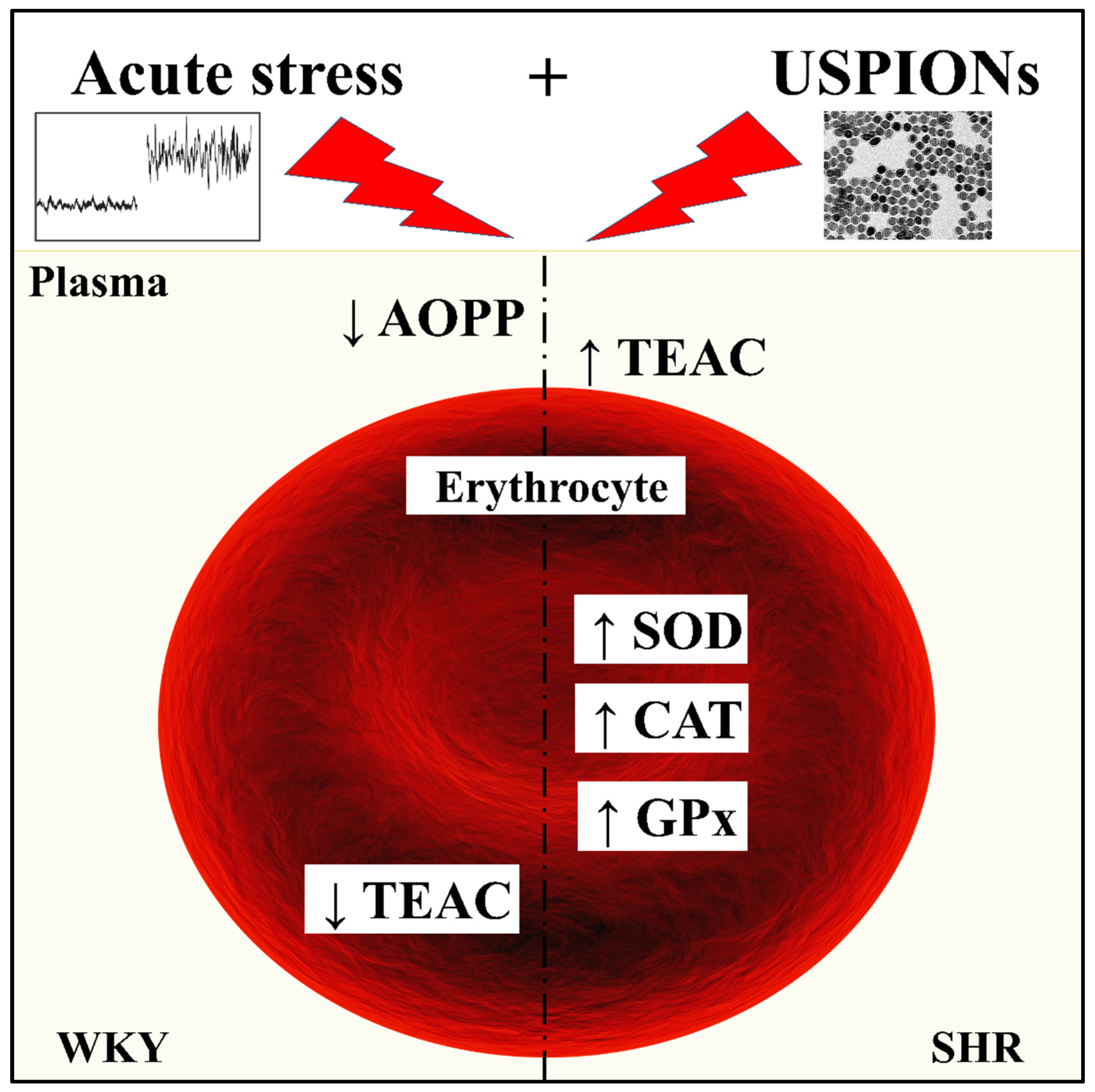 Antioxidants 11 00751 g005